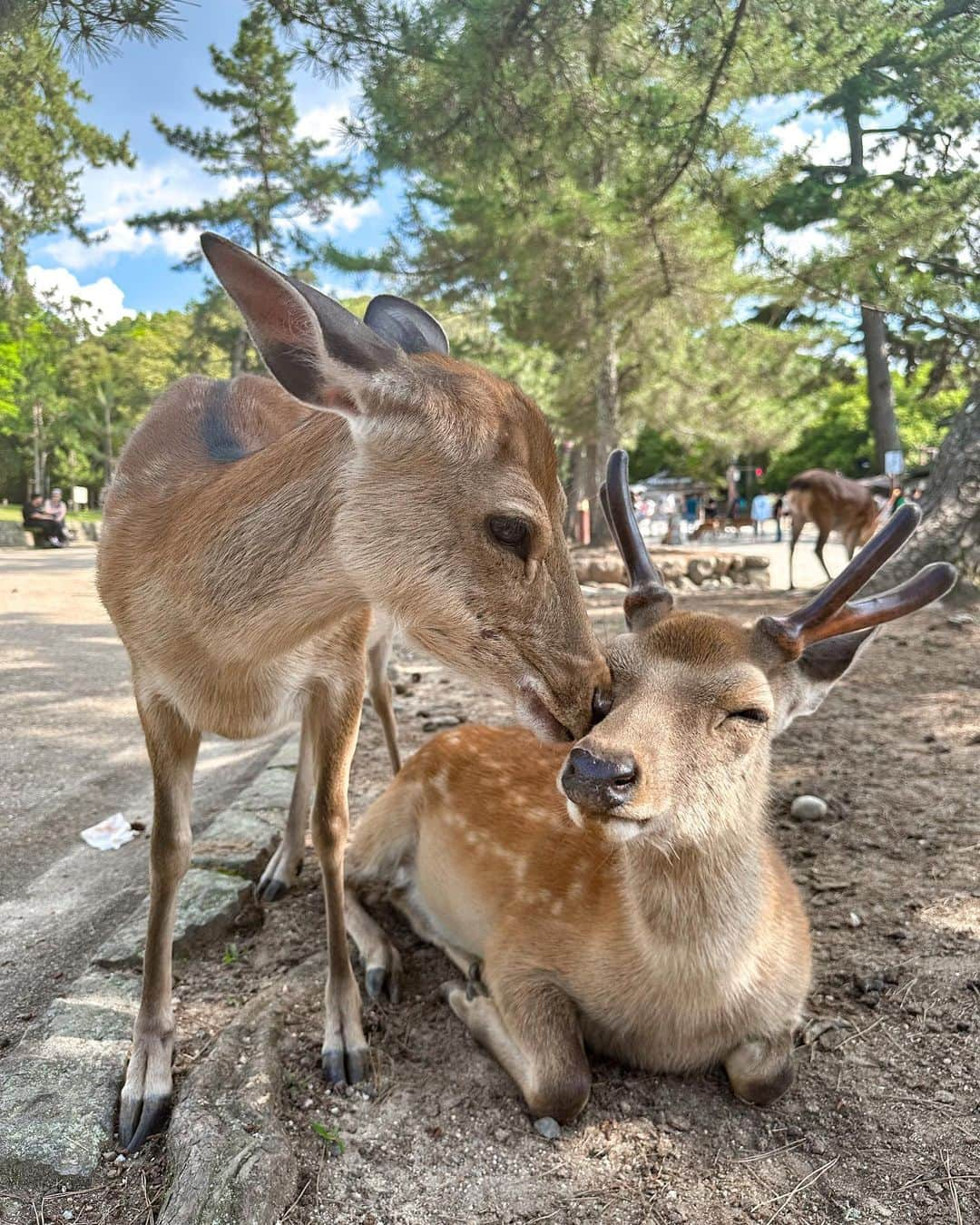 Marika Kajiwaraさんのインスタグラム写真 - (Marika KajiwaraInstagram)「小学生ぶりの奈良公園🦌🧡 鹿せんべい持ってたら みんな追いかけて来るし噛んでくるし 強めの頭突きしてくるし 可愛すぎた🥺💓💓 ＊ やっぱり動物がいちばんの癒し✨ ＊ ＊ ＊ #japan #奈良 #奈良公園 #旅行 #女子旅 #タビジョ #trip #tabijyo #traveler #marika_trip」6月21日 20時08分 - marika__kw