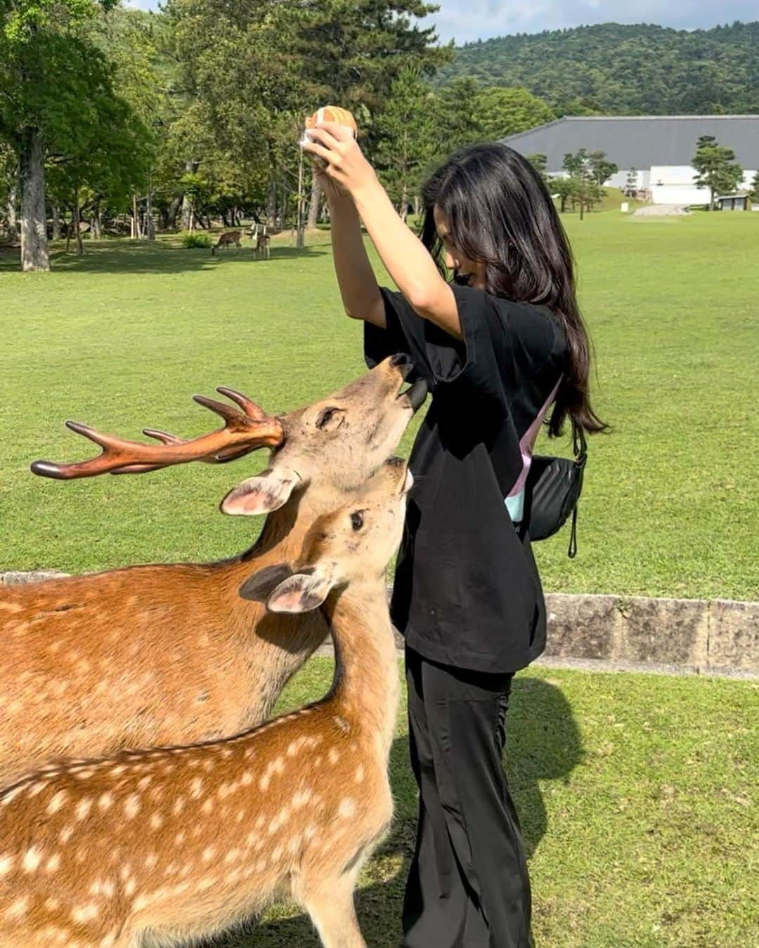 Marika Kajiwaraさんのインスタグラム写真 - (Marika KajiwaraInstagram)「小学生ぶりの奈良公園🦌🧡 鹿せんべい持ってたら みんな追いかけて来るし噛んでくるし 強めの頭突きしてくるし 可愛すぎた🥺💓💓 ＊ やっぱり動物がいちばんの癒し✨ ＊ ＊ ＊ #japan #奈良 #奈良公園 #旅行 #女子旅 #タビジョ #trip #tabijyo #traveler #marika_trip」6月21日 20時08分 - marika__kw