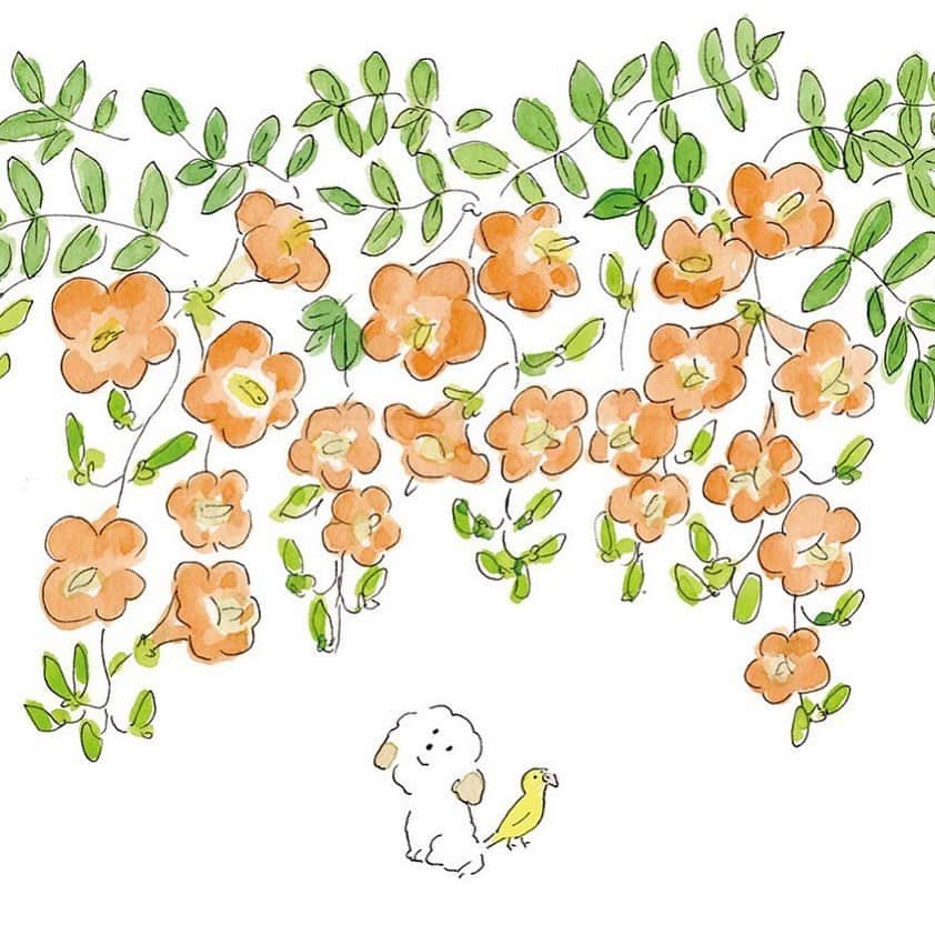 ハルペイさんのインスタグラム写真 - (ハルペイInstagram)「😌 ノウゼンカズラ この名前すぐに忘れちゃうけど、毎年この花みると、もうすぐ夏になるなーって思うよ☺️ 優しいオレンジ色❣️ . #ノウゼンカズラ #夏のはじまり  .  #sketch#sketchbook #watercolor  #harupei#ハルペイ#doodle#draw#drawing#illustrator#illustration#japan#絵#雑貨#湘南#イラスト#イラストレーター#插畫#插畫家#ゆるい#茅ヶ崎」6月21日 20時14分 - harupeipei