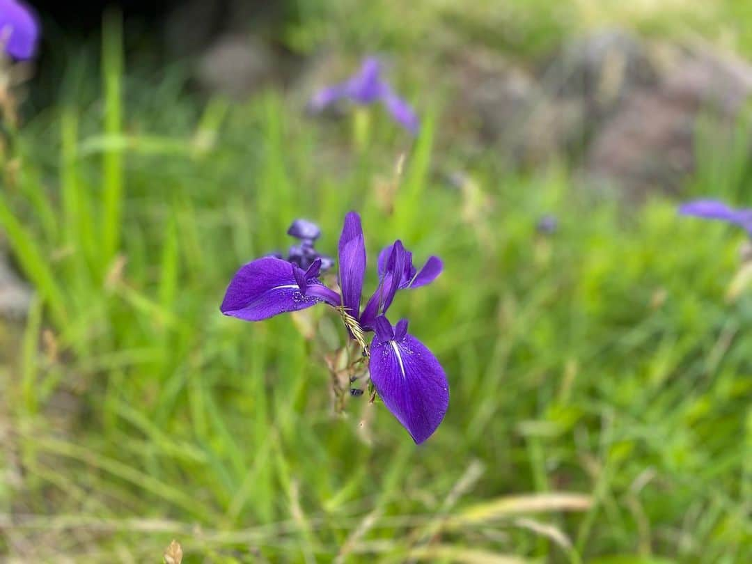 小野祐佳のインスタグラム：「💜  #鳥海山」