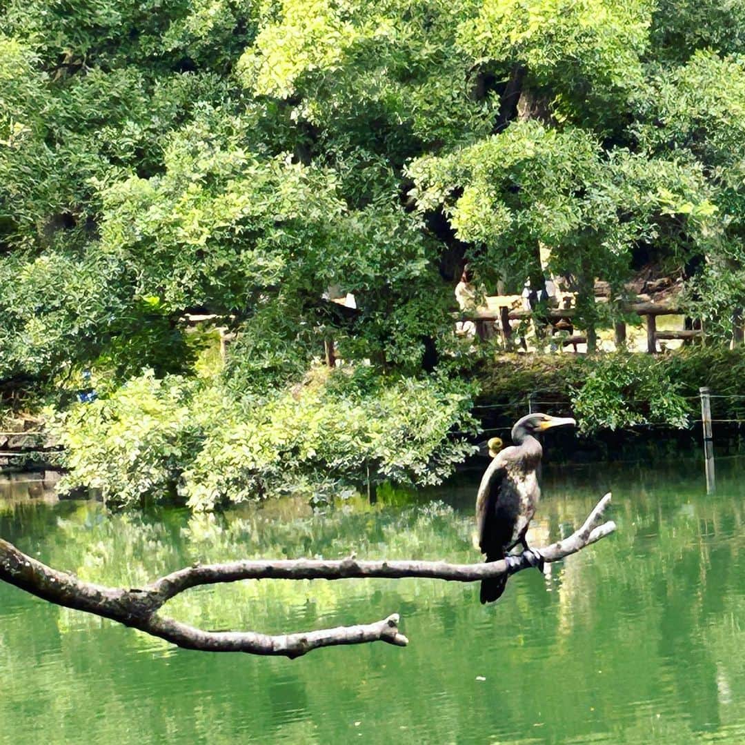 純名里沙さんのインスタグラム写真 - (純名里沙Instagram)「帰り道🚶 ぶらり公園をお散歩中、 水鳥のお食事タイムに遭遇🦆✨  癒されました〜🍀  #公園好き #水鳥のお食事に遭遇👍 #夏至ですね #心地よい良いお天気でした♪ #癒されました🍀」6月21日 20時46分 - risajunna3158