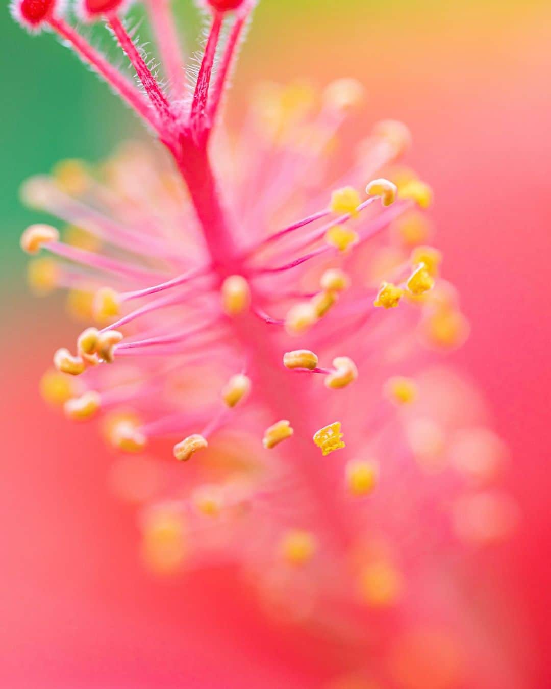 のインスタグラム：「📸 @yama_ok5  ヤンバルの森の草花と生き物🌺🌿🐌 📷 Nikon Z7II MC105/2.8S @nikonjp  📍 Yanbaru Okinawa #沖縄#ヤンバル#森#沖縄旅行#花#世界遺産#yanbaru#forest#visitokinawa#beokinawa #JTAokinawa#nature#visitjapanjp#light_nikon」