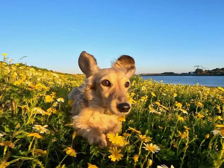 goproのインスタグラム：「Coincidence that #NationalDachshundDay + the first day of #summer are the same?  We think not 🌭☀️ To celebrate, here’s @julianasiell’s 4-legged hot dog prancing in the sunshine towards a $500 GoPro Award.  Summer is just getting started for #GoProAwards—we’ve got $100,000 to hand out to the best photos + videos submitted. Hop to it + check back daily to see if you’re featured + scoring cash.  #GoPro #GoProHERO11 #GoProPets #HyperSmooth #Dachshund #WienerDog #DachshundDay #Cute #Pets #DogsOfInstagram #SanDiego」