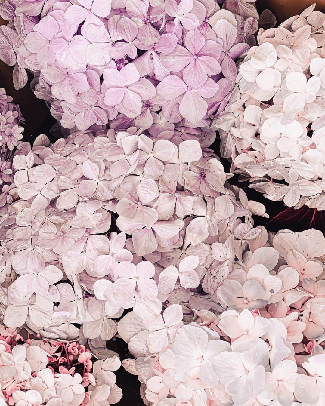 Yukicoさんのインスタグラム写真 - (YukicoInstagram)「𓆱𓆸𓆹𓆺  ————————————————————— 見てくださる方にプラスになる投稿をしていきます 是非いいね♡フォロー♡ よろしくお願いいたします𓅟 私の写真の編集については フォトレッスンでレクチャーをしています —————————————————————  #flowers#flowerpower#flowerphotography#flowerporn#flowerslovers#flowerstagram#bouquet#bouquets#btsarmy#jiminpen#btsjimin #ジミンペン」6月21日 21時45分 - yukicolifecom
