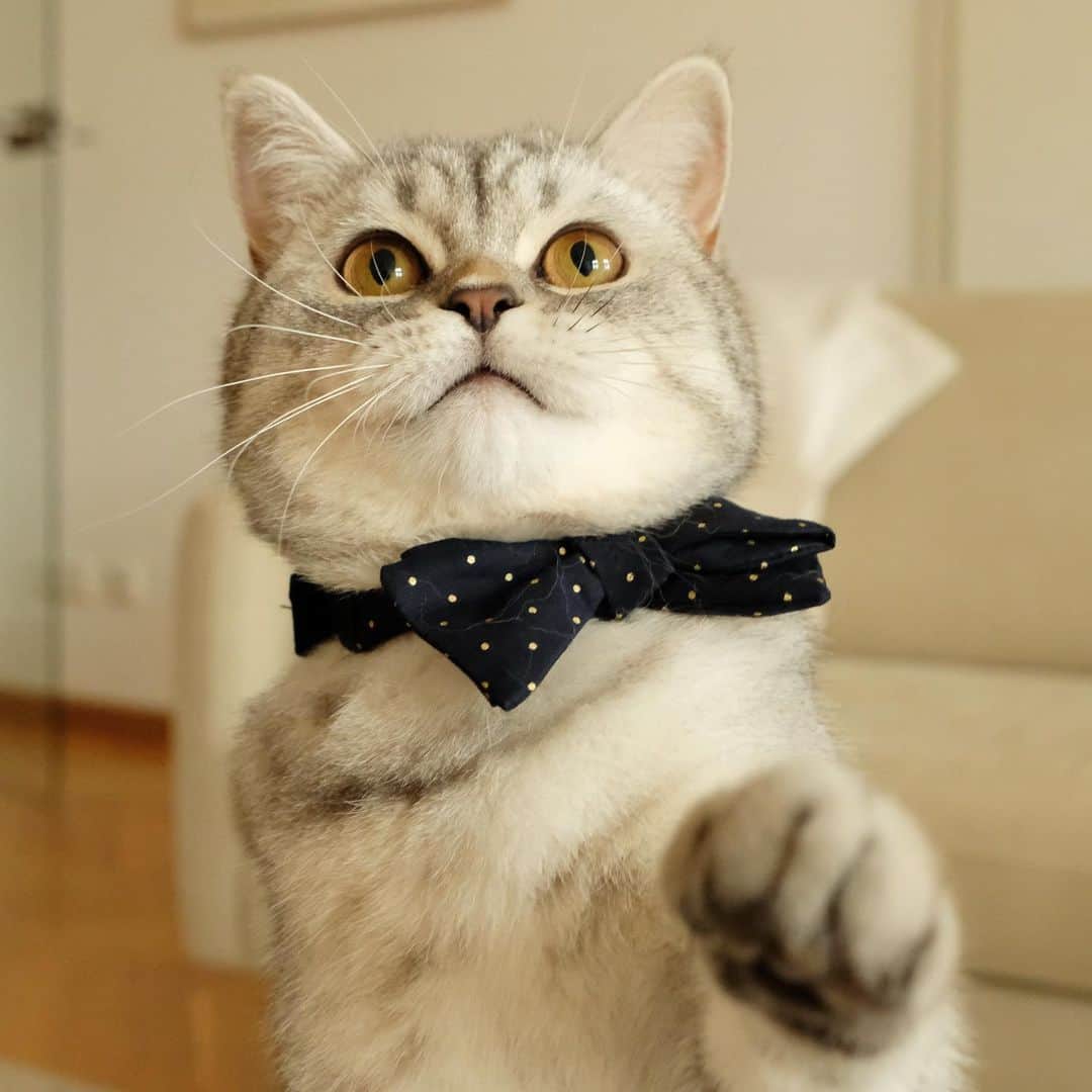 catinberlinのインスタグラム：「Hi, I’m Buddy, what’s your name? ❤️ www.catinberlin.com  #catinberlin #cats #cat #catstagram #kitty #pets #petsofinstagram #animals #cute #adorable #lovecats #fashion #weeklyfluff #bowtie #katze」
