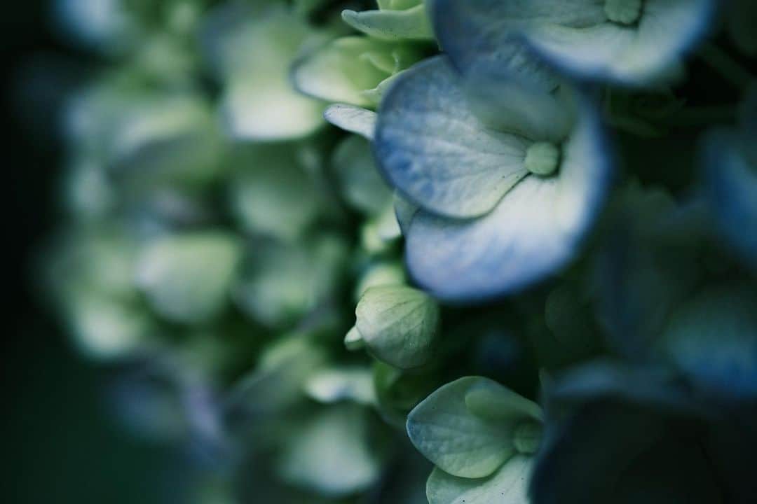 角田美喜のインスタグラム：「まだまだ咲いていますね🍀 #xe4」