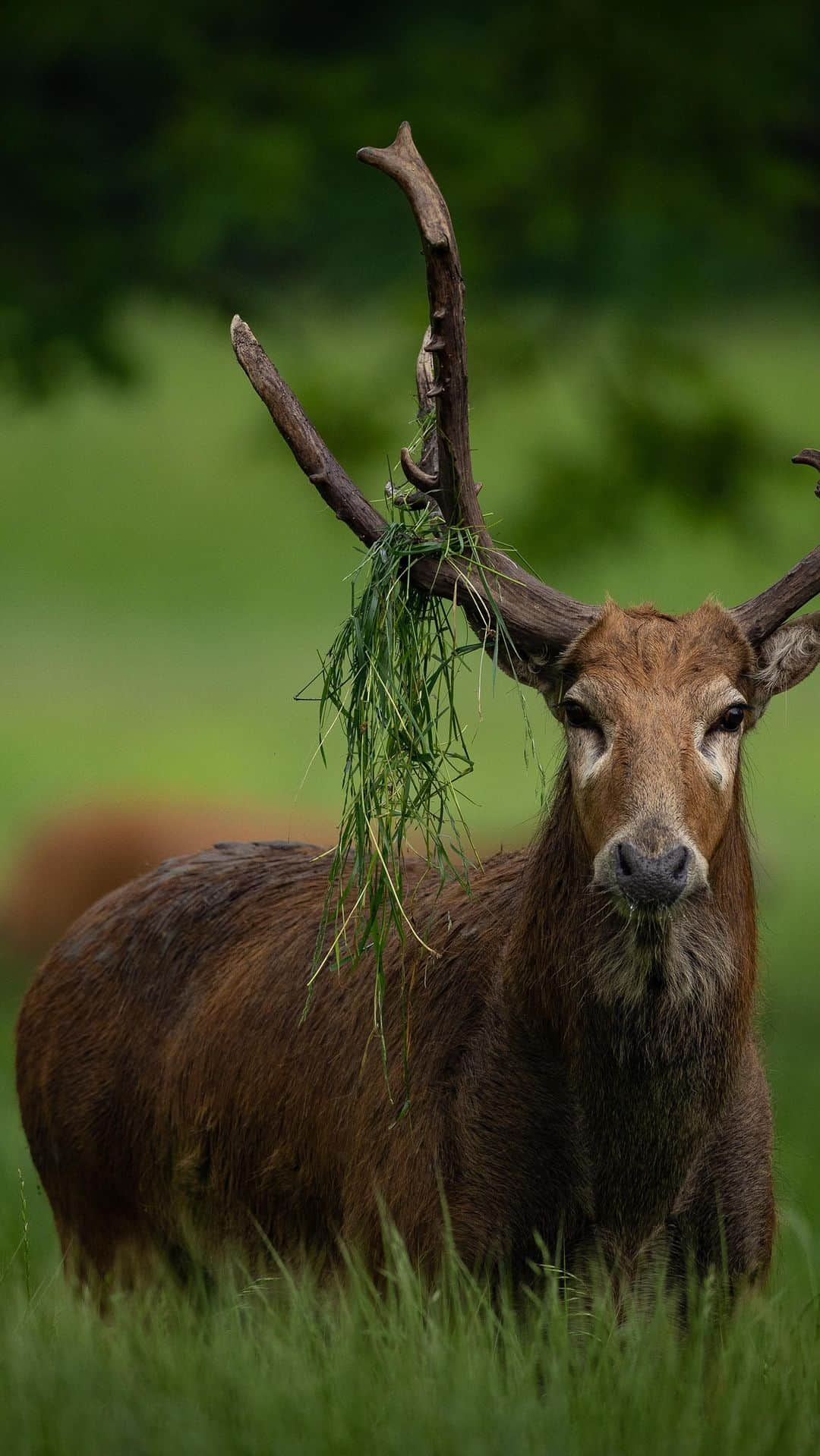 Keith Ladzinskiのインスタグラム：「A Père David’s deer, also known as a #Milu or an #Elaphure, grazing among the herd. This animated buck was a lot of fun to film and photograph as it thrashed through the brush, leaving its scent along the way as a warning for nearby competitors. - - - #PèreDavid #deer」