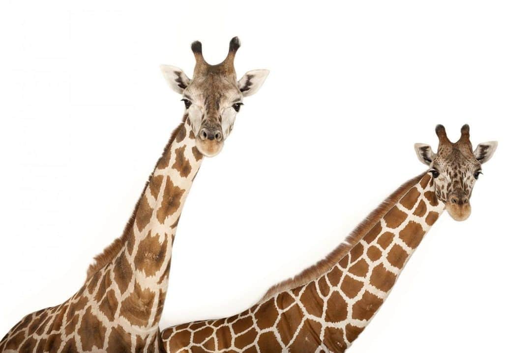 Joel Sartoreさんのインスタグラム写真 - (Joel SartoreInstagram)「Giraffes like this reticulated giraffe and Rothschild giraffe @rolling_hills_zoo are the world's tallest mammals, thanks to their towering legs and long necks. While the two species look very similar, you can tell them apart thanks to differences in their coat, with the reticulated giraffe sporting finer white lines in its pattern. Typically, these beautiful animals roam the open grasslands across Africa in small groups of about half a dozen.   #worldgiraffeday #reticulated #rothschild #patterned #giraffe #animal #wildlife #mammal #photography #animalphotography #wildlifephotography #studioportrait #PhotoArk @insidenatgeo」6月21日 22時42分 - joelsartore