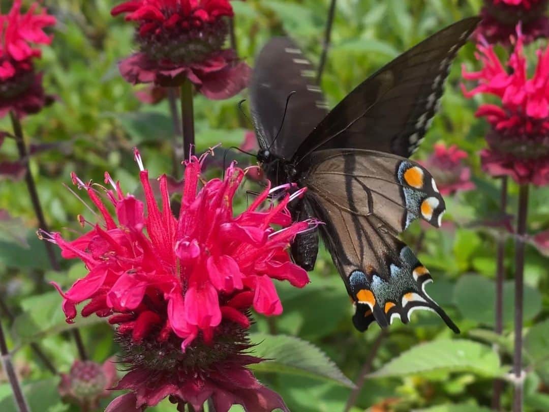 スミソニアン国立動物園さんのインスタグラム写真 - (スミソニアン国立動物園Instagram)「🌼🐝🦋 Did you know that the fuzzier an animal is, the better it picks up pollen? Or that most pollination happens by happy accident? Get the buzz on pollinators from Donna Stockton, an entomologist and animal keeper at Amazonia. ✏️STORY: https://s.si.edu/3n8qAIj. (Link in bio.) #PollinatorWeek . . . Photo: A swallowtail butterfly rests on a pink flower.」6月21日 22時43分 - smithsonianzoo