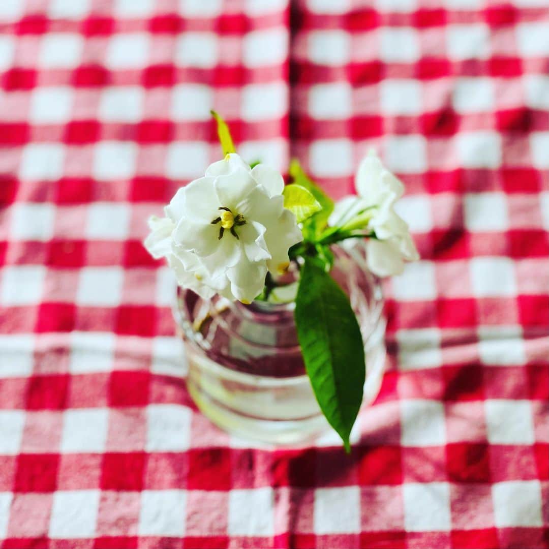 池田有希子さんのインスタグラム写真 - (池田有希子Instagram)「爽バニラとバルサミコ酢のコンビ、異常に美味し過ぎませんか？これはちょっとおかしい。  そしてベランダのクチナシが咲きました！『マチルダ』中に水やりをちょっと怠ってしまったので葉っぱが黄色になっちゃって、なのに健気に咲いてくれて感謝です🙏💛」6月21日 22時54分 - yukikoikeda