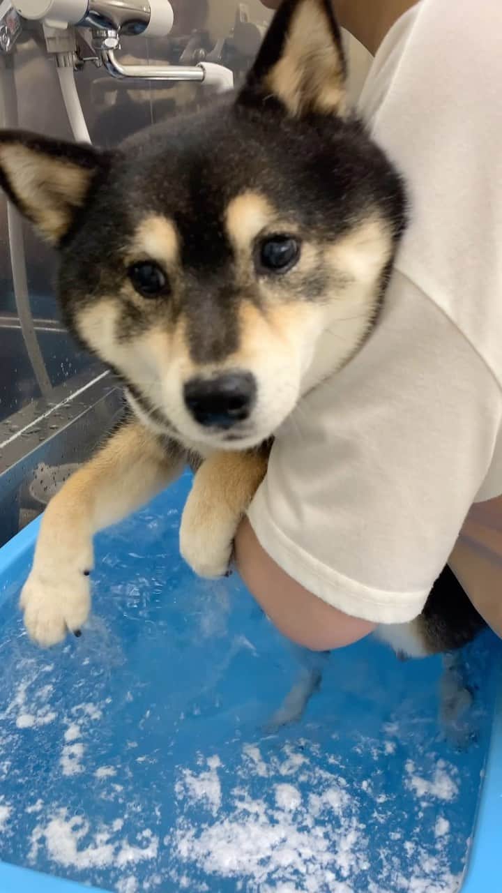 吾子のインスタグラム：「・ ・ ・ 久々アコアコウォッシュDAY🛀🐶❤️ ・ 今日のシャンポーは泡立たなかった💦 ・ 気持ちよかったよん🐶✨🩷 ・ ・ ・ ・ ・ ・ ・ ・ ・ ・ #アコアコウォッシュデー🛁♨️🚿🐶💕  #セルフウォッシュ #sapporo  ・ 北海道の柴犬 #柴北会 の皆ワン🐶暑い日は水いっぱい飲もう〜🐶✨ ・ #adorable #instadog#shibainu#dog#柴犬ライフ #instashiba#柴犬マニア #9gag #barked #kuroshiba#socute #cutedog#いぬのきもち #黒柴 #dogstagram_japan」