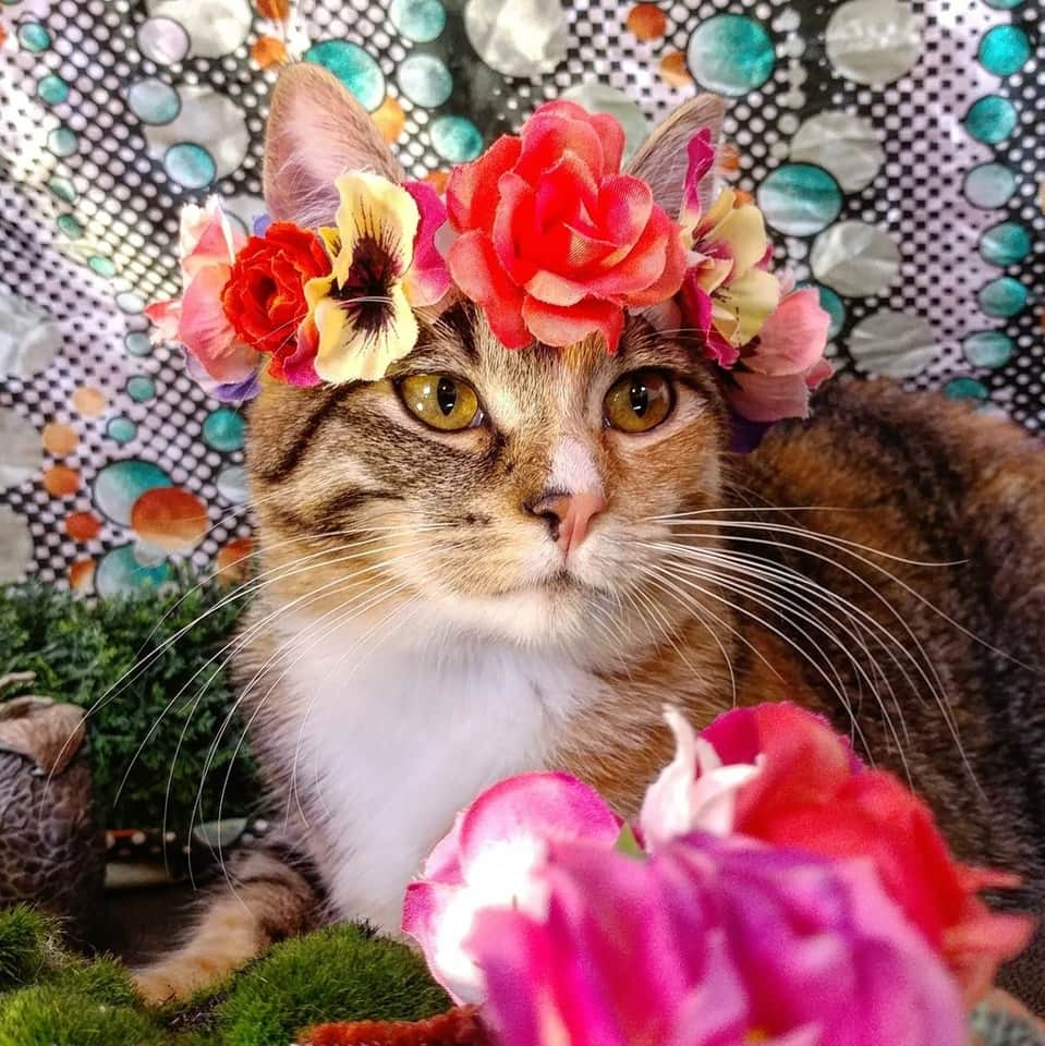 猫コスプレさんのインスタグラム写真 - (猫コスプレInstagram)「Happy #SummerSolstice」6月22日 0時32分 - cat_cosplay