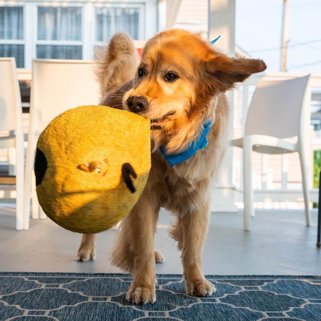 The Dogistさんのインスタグラム写真 - (The DogistInstagram)「Moose, Golden Retriever (5 y/o), Ventnor, NJ • “He’s got his Angry Bird for each house. When we eat dinner, he’ll pace around holding Angry Bird. His life is food, family, Angry Bird.”  Does your dog have a treasured possession?」6月22日 0時32分 - thedogist