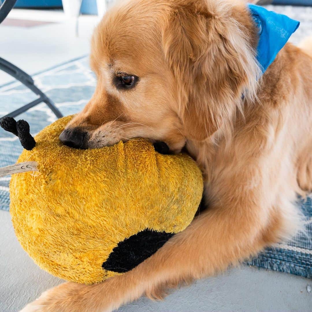 The Dogistさんのインスタグラム写真 - (The DogistInstagram)「Moose, Golden Retriever (5 y/o), Ventnor, NJ • “He’s got his Angry Bird for each house. When we eat dinner, he’ll pace around holding Angry Bird. His life is food, family, Angry Bird.”  Does your dog have a treasured possession?」6月22日 0時32分 - thedogist