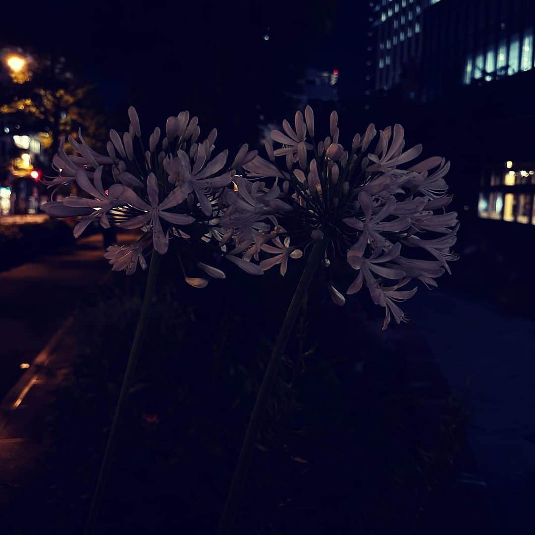 村田沙耶香さんのインスタグラム写真 - (村田沙耶香Instagram)「打ち合わせの後、夜の喫茶店に行きました。」6月22日 0時24分 - sayaka_murata_