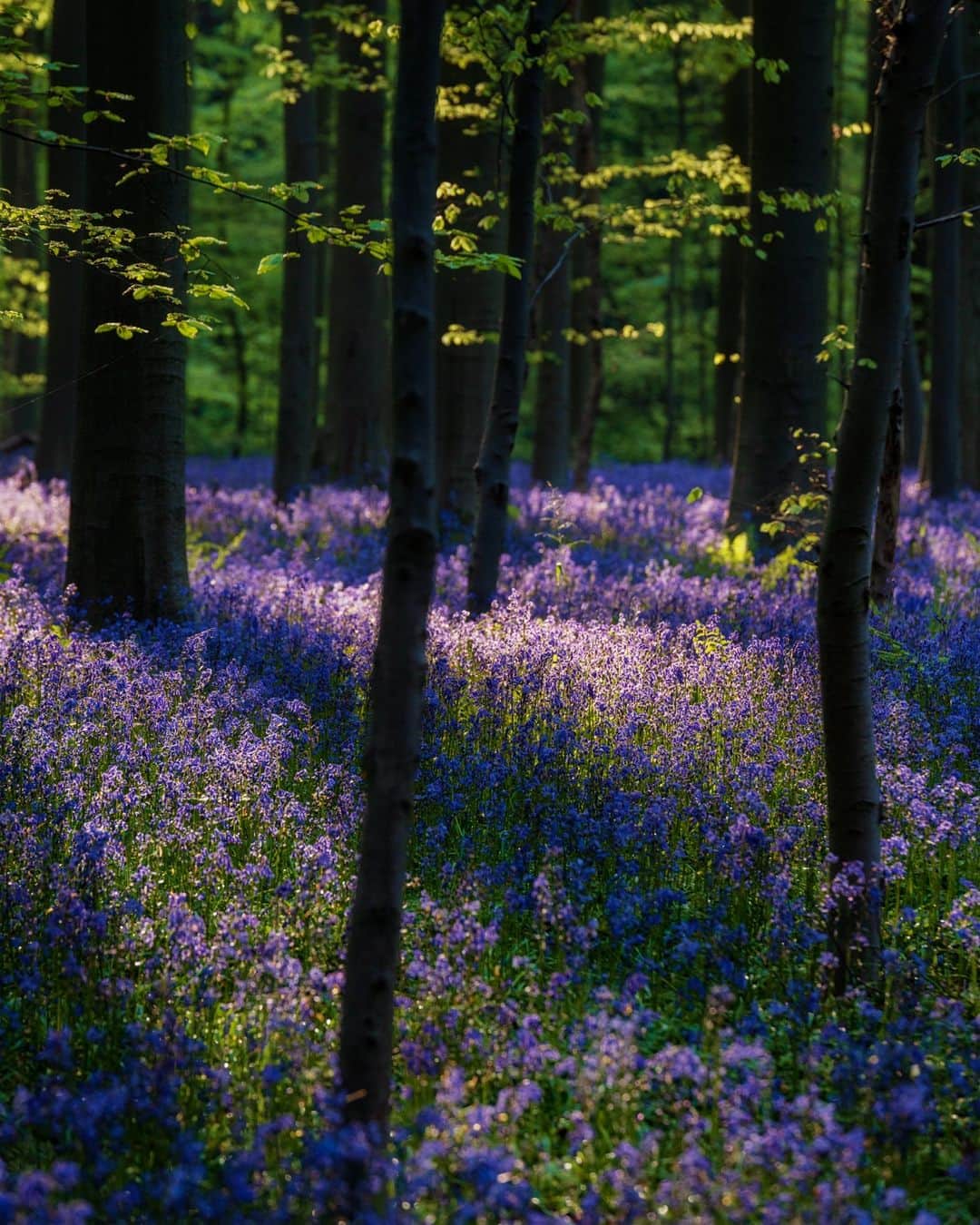 National Geographic Travelさんのインスタグラム写真 - (National Geographic TravelInstagram)「Photo by @justin.jin | Morning light shines through trees in the Hallerbos, popularly known as the Blue Forest, part of the Sonian Forest near Brussels, Belgium. The woodland is a crowd favorite thanks to the beautiful bluebells that begin blooming around mid-April.   Follow @justin.jin to see pictures from around the world.」6月22日 1時00分 - natgeotravel