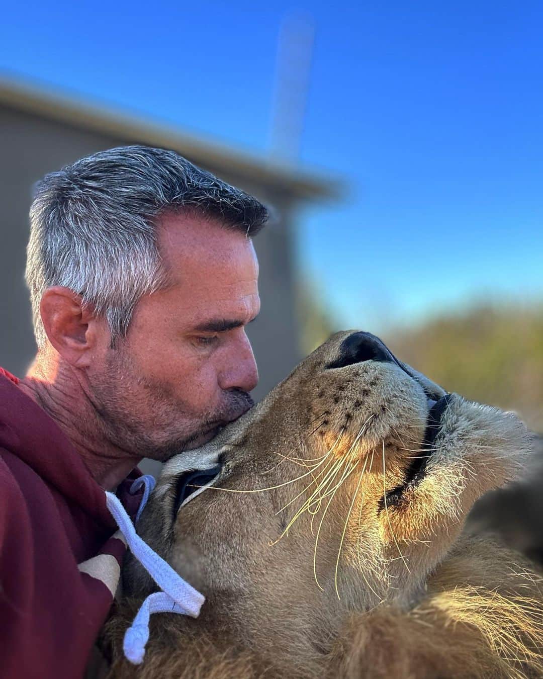 Kevin Richardson LionWhisperer さんのインスタグラム写真 - (Kevin Richardson LionWhisperer Instagram)「Love you Bongani! 19 and still going strong! We’ve come a long, long way together. Some get it and some don’t. I’ve come to terms with that. What makes me chuckle is that you don’t really care what others think, a lesson I’ve taken decades to learn. #bonganithelion #unconditionallove #interspeciesfriendship #interspeciescommunication」6月22日 1時50分 - lionwhisperersa