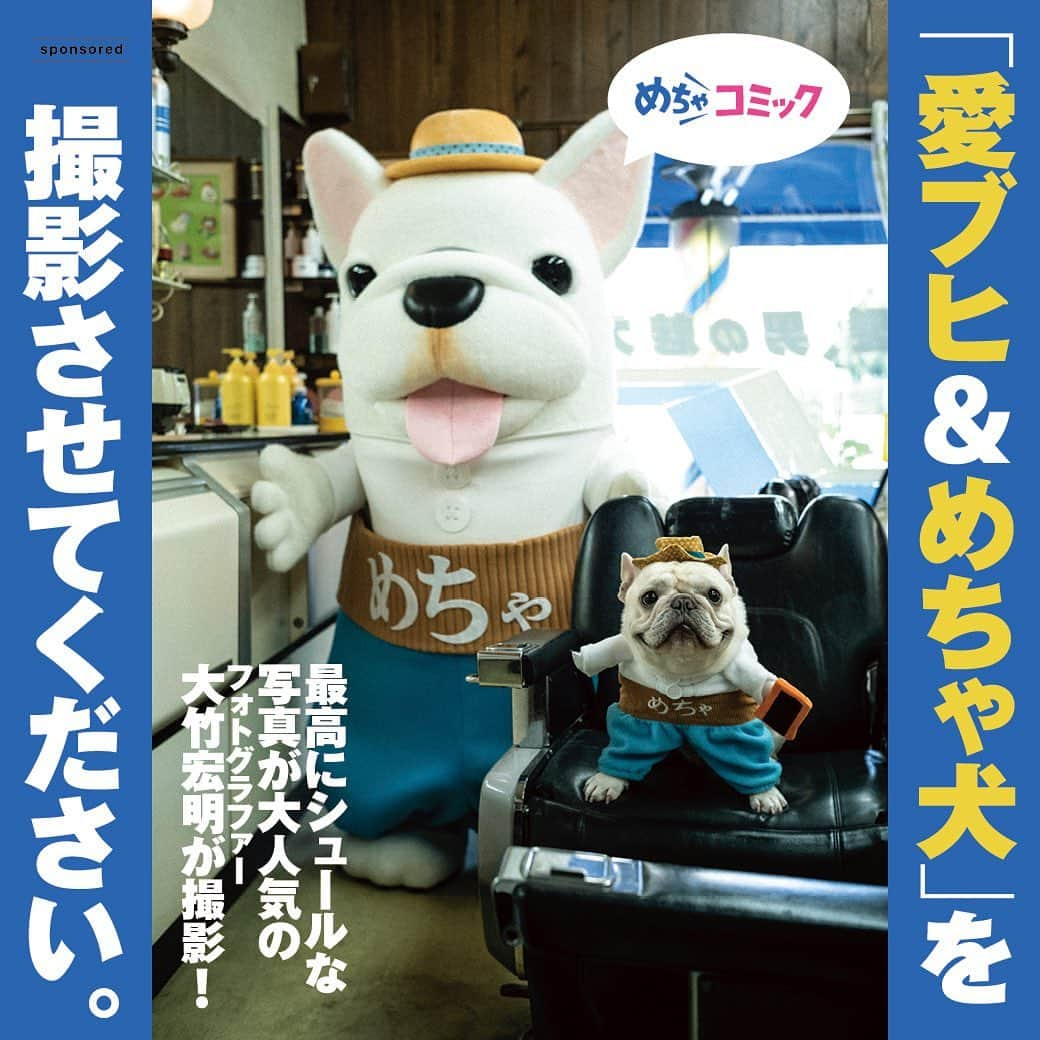 French Bulldog Lifeのインスタグラム