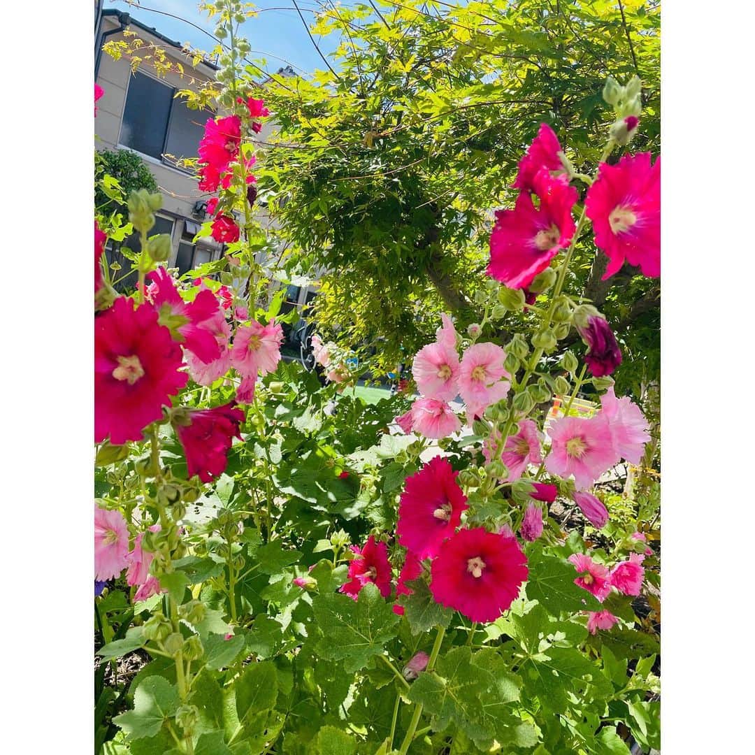 有明ゆなさんのインスタグラム写真 - (有明ゆなInstagram)「花を見ると笑顔になれる💐」6月22日 14時07分 - ariake_yuna