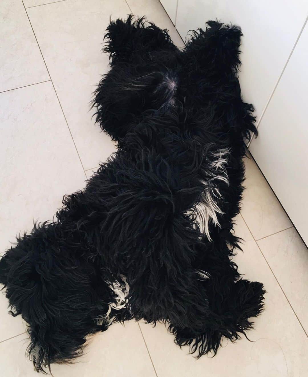 近藤淳子さんのインスタグラム写真 - (近藤淳子Instagram)「おはようございます✨シュナプーBow、無事に9ヶ月になりました。  Bowが暴れて皮ソファーはボロボロ…謎の毛玉が大量発生したり、拗ねてベンチにへばりついて動かなくなったり。日々、未知のことがたくさん起こり、まだまだ右往左往しています。  でも、無邪気な愛情を信じられないくらいたっぷり与えてくれて、くまさんみたいに逞しく成長し、愛おしくて仕方がない存在です。  抱っこすると、なんだか抱っこされている感覚もあります。獣医さんよると、もうちょっと大きくなるかもとのこと。  これから初めての夏をどう乗り越えていくのか不安もありますが、環境を整えて成長を見守ります☺️   #シュナプー  #仔犬のいる暮らし  #もふもふ  #初めての夏  #ソファーどうしようかな」6月22日 6時26分 - kondo_junko_