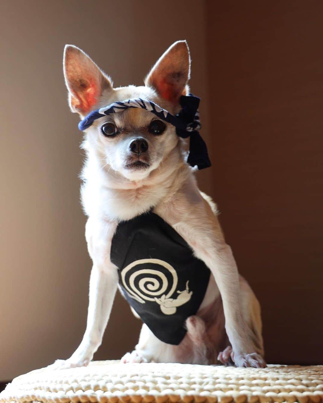紋次郎さんのインスタグラム写真 - (紋次郎Instagram)「今年はお祭りもひと段落 あとは、高円寺の阿波踊りに、麻布十番祭りに、阿佐ヶ谷の七夕祭りに、浅草の七夕祭り… でも、暑くてもんさんは無理かな😅  #dog#dogstagram#instadog#chihuahua#barkbox#mydogiscutest#buzzfeed#dog_features#fluffypack#barkpack#dogsofinstagram#犬#チワワ#手作り#handmade#着物#fashion#紋次郎一家#チーム茶#ふわもこ部#igersjp#peco犬部#dogfashion #whisky」6月22日 7時04分 - montjiro