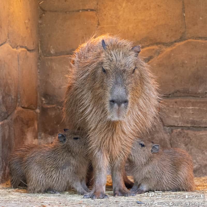 渡辺克仁さんのインスタグラム写真 - (渡辺克仁Instagram)「おはようございます。  #カピバラ #水豚 #capybara #おはよう」6月22日 7時00分 - katsuhito.watanabe