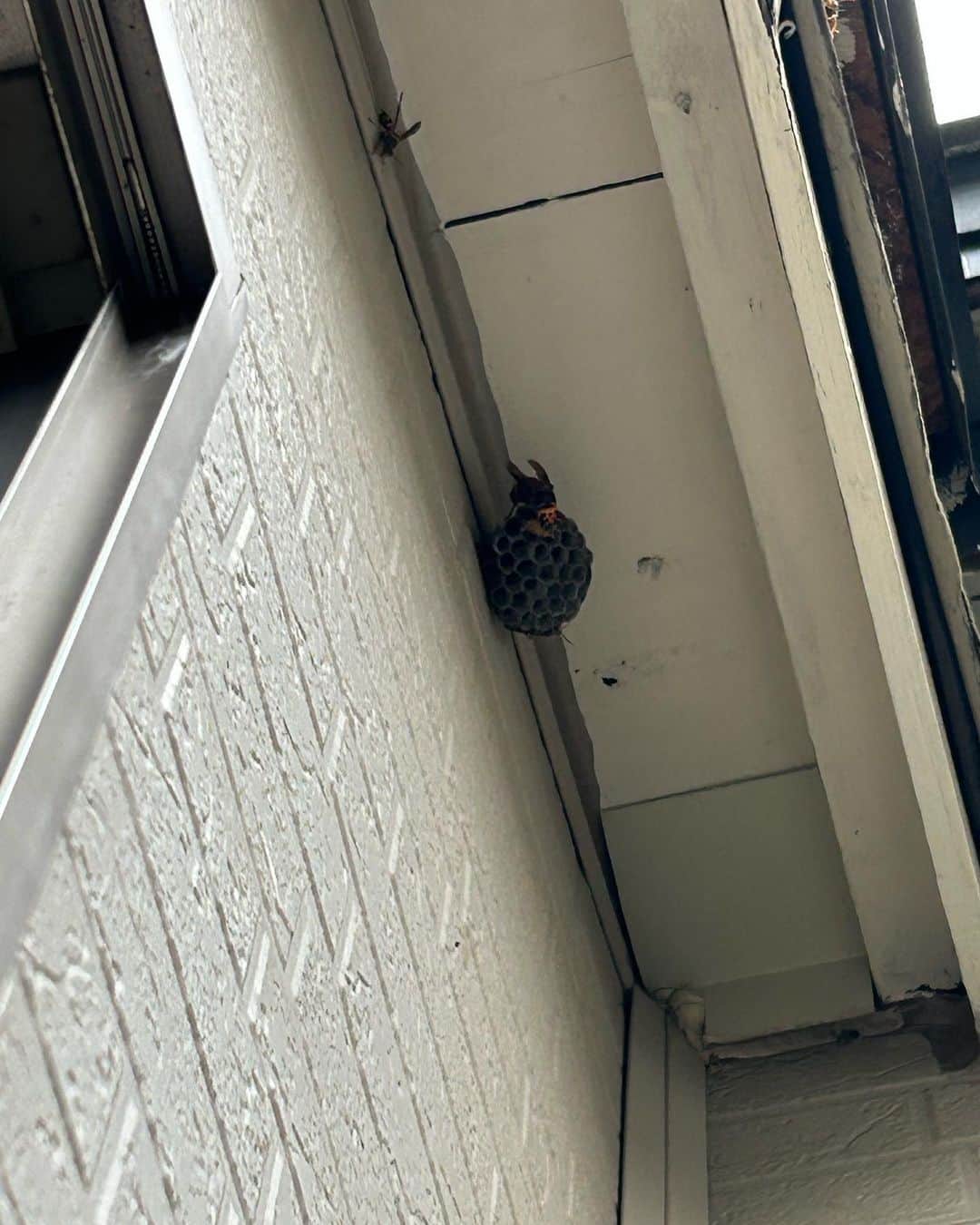 KAORUさんのインスタグラム写真 - (KAORUInstagram)「おはにゃん🤗 ひとつ前の投稿で #幸来 が狭い場所に入って外を見ている写真をあげました🪟 今朝も窓の外の何かを見あげていたので 隣の部屋から何かいるのか確認👀  な、なんと💦 蜂が巣を作りかけてるではありませんか？！  す、スズメバチ🐝ですか？ そこそこ大きい💦  これは大変だとスプレーかけながら巣を駆除 蜂🐝は逃げて行って巣はコロコロ下に落ちて行った  落ちた巣を探すも見つからず… 裏のお宅の庭に落ちた可能性もある このまま見つからなくても問題ないのかな？  朝から焦ったー 幸来のおかげで大きくなる前になんとか出来た❗️ お手柄、幸来ちゃん☺️  #スコティッシュフォールド #saku #蜂 #蜂の巣  #猫のいる暮らし」6月22日 7時36分 - yukisaku_88