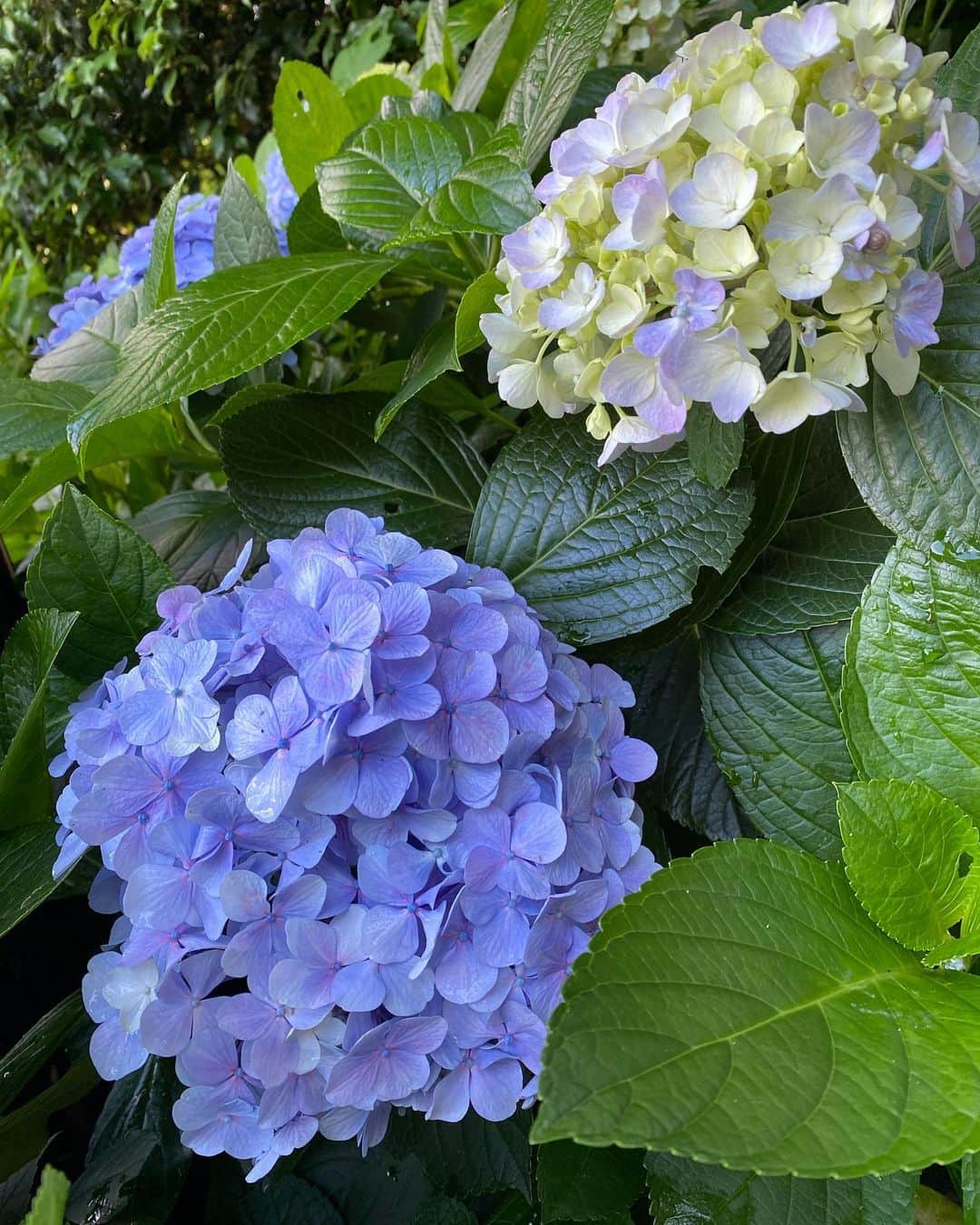 芦田桂子さんのインスタグラム写真 - (芦田桂子Instagram)「人生初✨鎌倉・長谷寺へ満開の紫陽花を観に行ってきました  大きくてカラフルで様々な品種の紫陽花に感激✨ 途中から雨が上がって花びらがキラキラと美しく圧巻でした💓  これまで混雑を理由に断念してきましたが 広島から姉が遊びに来たので思い切って見に来て正解❣️ 紫陽花の道まで2時間近く待ちましたがその甲斐があり心洗われた良き時間でした🌺  紫陽花越しに見えた逗子の海岸 今年も夏が来たら遊びに行こう♡  #紫陽花 #鎌倉 #長谷寺 #あじさい寺  #鎌倉トリップ  #芦田桂子」6月22日 7時42分 - keiko_ashida