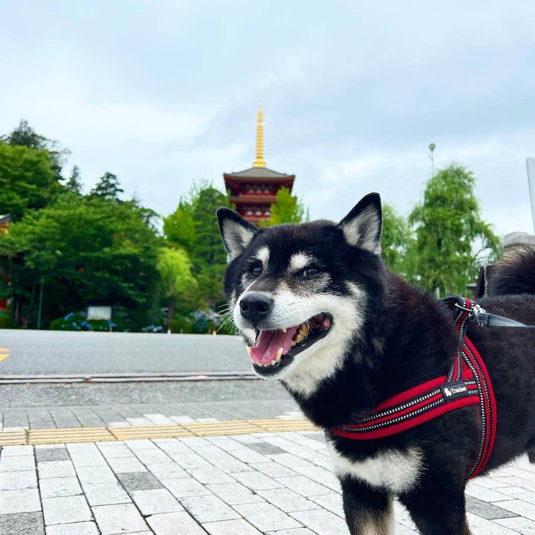 のインスタグラム：「どんよりしてます。  #ししまる爺さん  #今朝まる #ししまる #dog #dogs #柴犬 #黒柴」