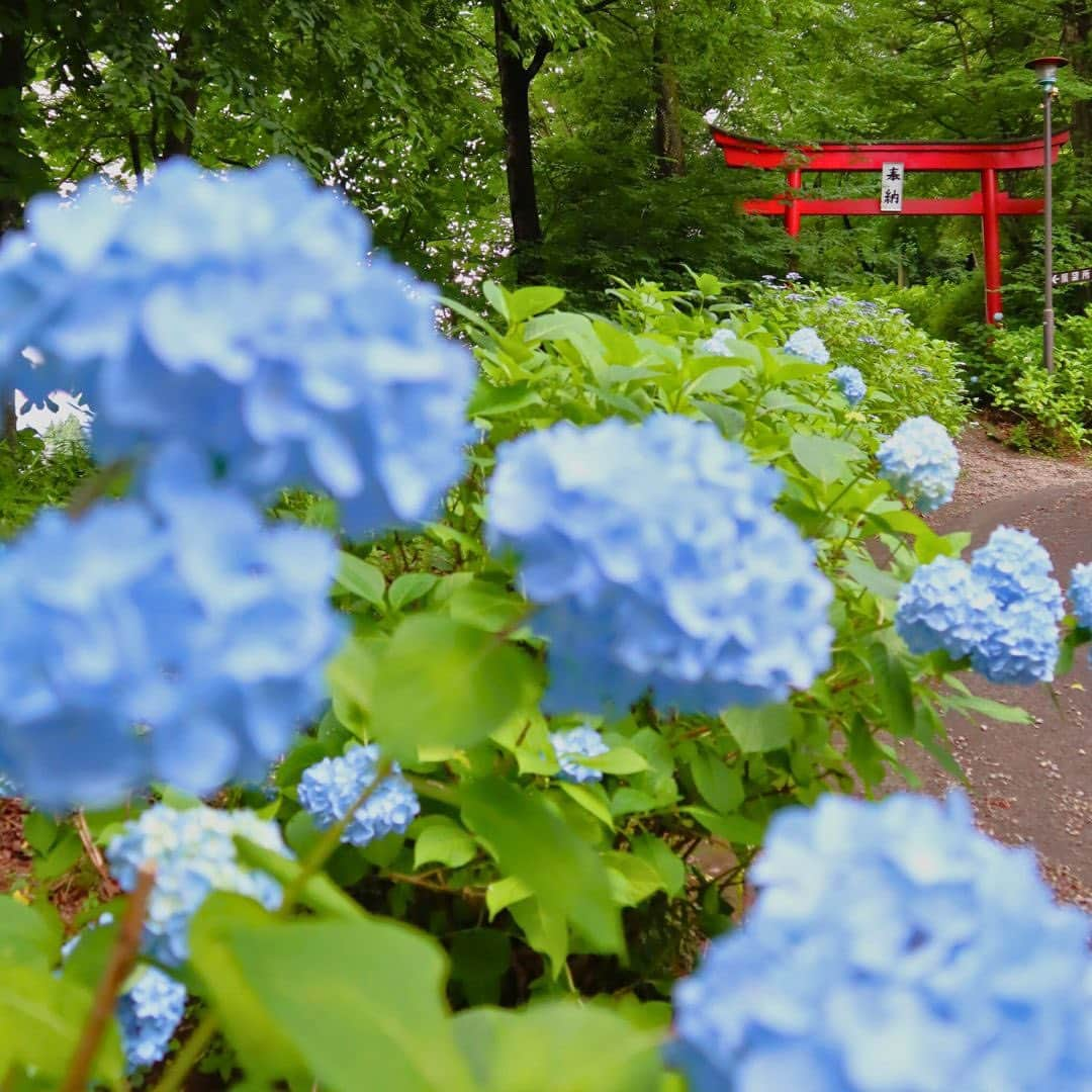 Rediscover Fukushimaのインスタグラム：「How can you make the most of a day in Fukushima during Japan’s rainy season? 🐸 👇  Join us live on Facebook this morning from Nihonmatsu City, where will be trying our hand making washi paper. In the afternoon, we’ll be exploring Korinji, known as Fukushima’s “hydrangea temple”! ☔️   We will also visit Doaidate park, home of approx. 5,000 hydrangeas!  To access the livestream, tap on the link in our stories. We hope to see you there and look forward to knowing your impressions! 🤩  📸: Doaidate Park, Matsukawa-Machi, Fukushima City  #fukushima #visitfukushima #photooftheday #photography #nature #instagood #flowers #hydrangea #landscapephotography #visitjapanus #visitjapanjp #visitjapanes #visitjapanbr #visitjapantw #visitjapanid #japantravel #japantrip #beautiful #beautifulplaces #travelgram #summer #colorful #rainyseason #tohoku #tohokutravel #jrpasstohoku #instatravel #wanderlust #amazing #fun」