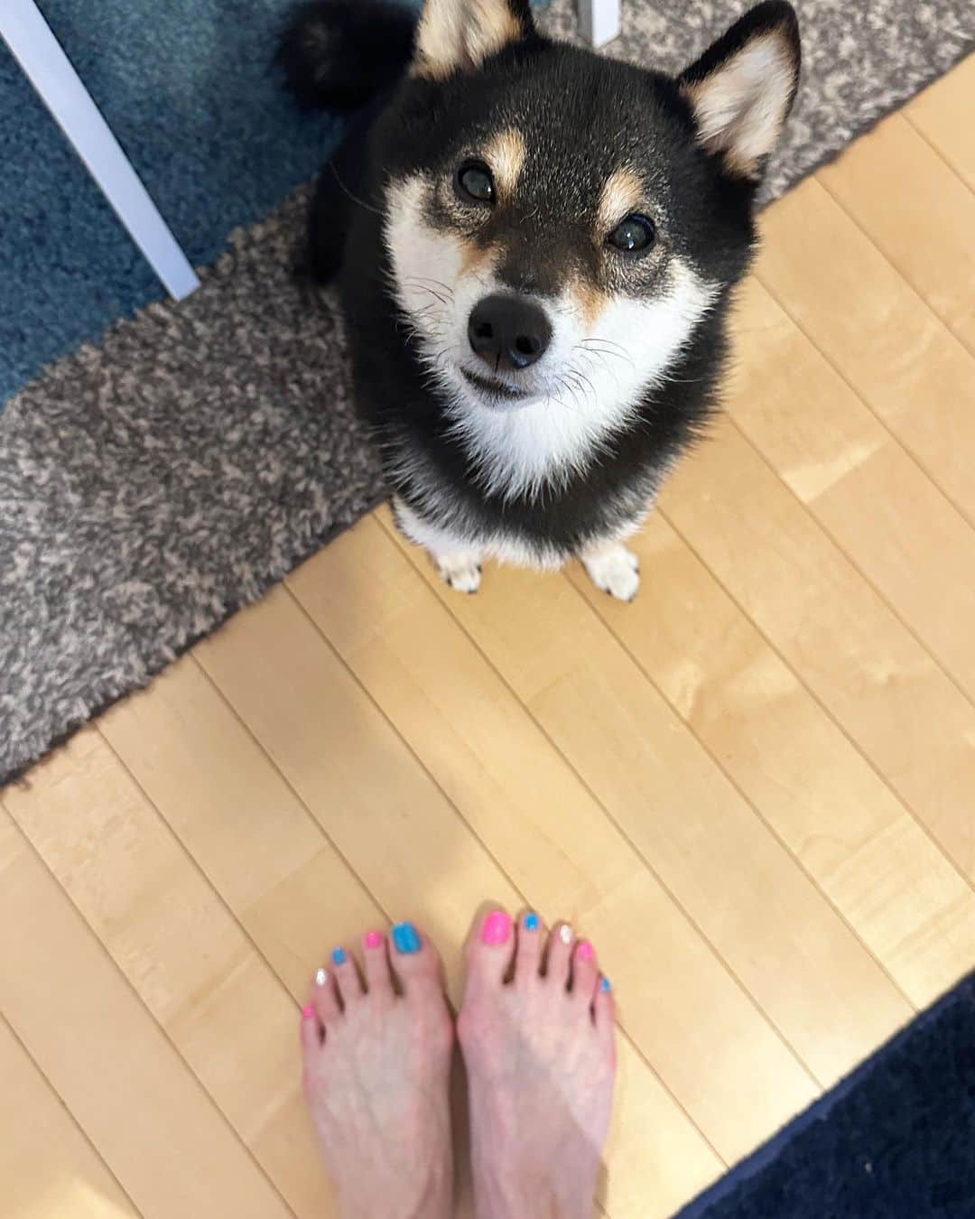 のインスタグラム：「#フットネイル をチェンジ 夏っぽいカラーに🩵🩷  まずサブにチェックしてもらいました 合格💮だそうです😍」