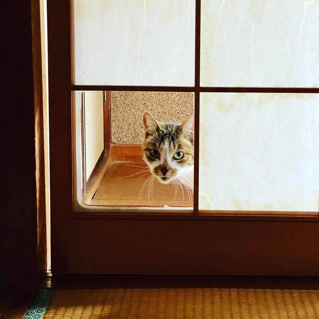 花房さくらさんのインスタグラム写真 - (花房さくらInstagram)「猫ファーストな家。  障子を閉めていても出入りできる。  #障子のある暮らし  #猫のいる暮らし」6月22日 9時10分 - sakura_hanafusa