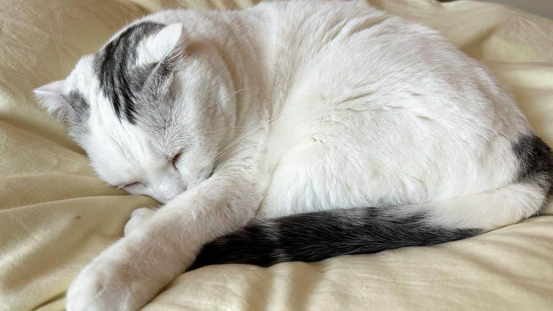 KAORUさんのインスタグラム写真 - (KAORUInstagram)「今日は #肌寒い  夜には毛布をだそうかな？  #諭吉と幸来 #ゆきさく #猫のいる暮らし」6月22日 9時21分 - yukisaku_88