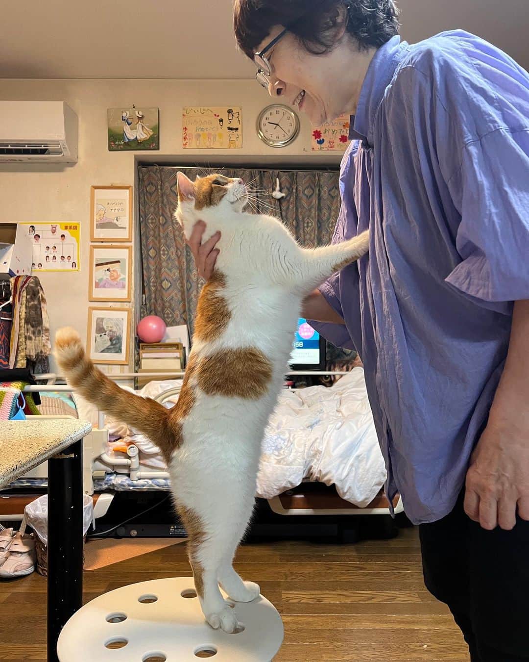 Kachimo Yoshimatsuのインスタグラム：「おかえり〜！ごあいさつ｡  #うちの猫ら #oinari #ナオさん #猫 #ねこ #ニャンスタグラム #にゃんすたぐらむ #ねこのきもち #cat #ネコ #catstagram #ネコ部 http://kachimo.exblog.jp」