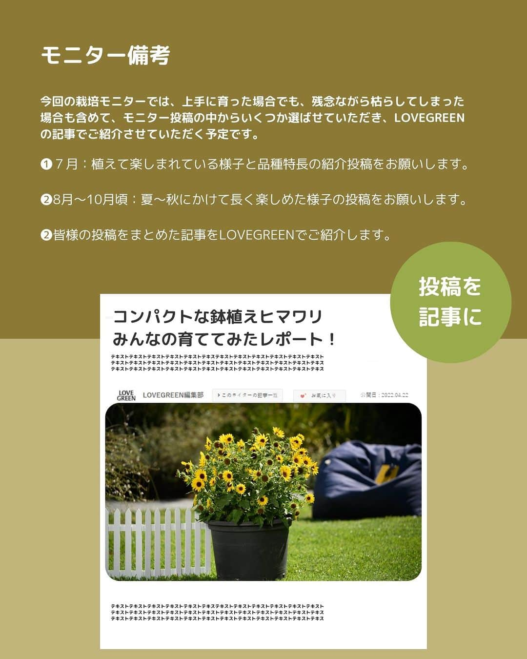 LOVEGREEN -植物と暮らしを豊かに。さんのインスタグラム写真 - (LOVEGREEN -植物と暮らしを豊かに。Instagram)「🌿モニター募集のお知らせ🌿  梅雨も半ばを過ぎ、いよいよ夏の気配が近づいてきました。楽しめるお花も少なくなる季節です・・・が！ 6月最後のモニター企画は夏花の代表「ヒマワリ」です✨  「ヒマワリって草丈が高くなるから、自宅で育てるのはちょっと・・・」と思った方。ご安心ください！  ハルディンさんが発売する「ソルシーカー ビーイエロー」は、草丈が高くならず、コンパクトに次々と花が咲き、鉢植えでも楽しめるニュータイプヒマワリ🌻  ベランダや玄関前などの小スペースでも鉢植えで楽しんだり、寄せ植えにすることもできますよ♪ まさに「ヒマワリ新時代」🙌  ＝＝＝＝＝＝＝＝＝＝＝＝＝＝＝＝＝＝＝＝＝＝＝＝  ≪応募期間≫ 2023.6.22（木）～6.28（水）  ≪応募条件≫ ・ベランダやバルコニー、玄関前、お庭などで 　鉢植えコンパクトヒマワリを育てることができる方 ・可能であれば鉢植えで育てられる方。 　※フィード投稿：マストでお願いします。 　※ストーリーズ・リール動画などの動画も大歓迎です。 　 ・以下ハッシュタグ／メンションをつけていただける方 　↓ #ソルシーカービーイエロー @jardin__official @lovegreen_official  ※投稿写真は、LOVEGREEN記事／公式SNSで使用させていただくことがあります。  ≪応募方法≫ ①本アカウントをフォロー ②コメント欄に一言で応募完了！  ≪当選人数≫ 30名様  ≪選考≫ 社内選考の上、インスタグラムのDMにてご連絡させてい ただきます。  ＝＝＝＝＝＝＝＝＝＝＝＝＝＝＝＝＝＝＝＝＝＝＝＝  本モニターの募集は締め切りました。当選者の方にはインスタグラムのDMにて、当選及び苗送付先をお聞きするご連絡をさせていただきます。  たくさんのコメントありがとうございました！  #ヒマワリ #ソルシーカービーイエロー #ヒマワリソルシーカービーイエロー #花のある暮らし #植物のある暮らし #寄せ植え #モニター #モニター募集」6月22日 9時58分 - lovegreen_official