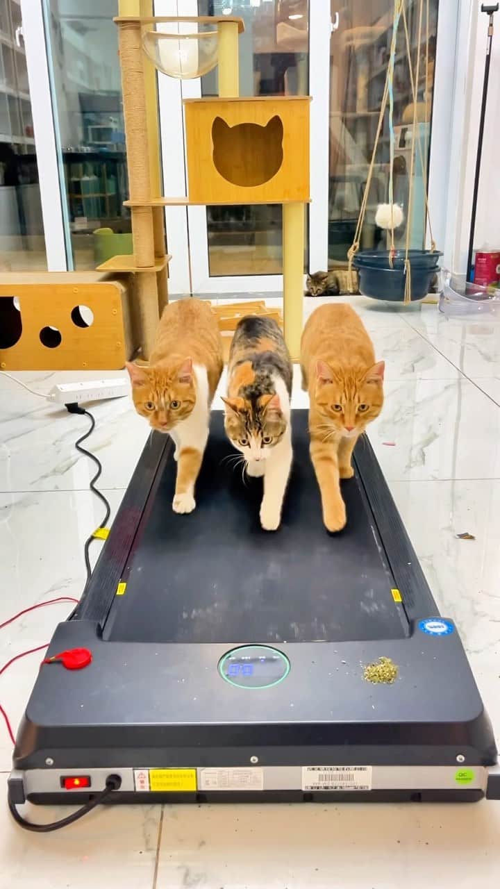 Aww Clubのインスタグラム