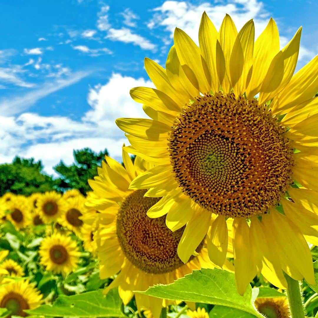 ホテルニューアカオ　熱海温泉＆リゾートのインスタグラム：「ACAO SPA ＆ RESORTは、ヒマワリが彩る真夏の祭典「ACAO SUMMER FOREST」を7月1日（土）より開催いたします。「太陽の花」と呼ばれるヒマワリ、ルドベキア、タイタンビカスなど、夏を代表するビタミンカラーの花々を鑑賞しながら、Instagramフォトコンテストやフォトラリーのイベントをお楽しみください。 #ACAO #ACAOFOREST #熱海 #ATAMI #ヒマワリ #夏 #太陽 #SUMMER #夏休み #ハイビスカス #熱海観光 #フォトコンテスト」