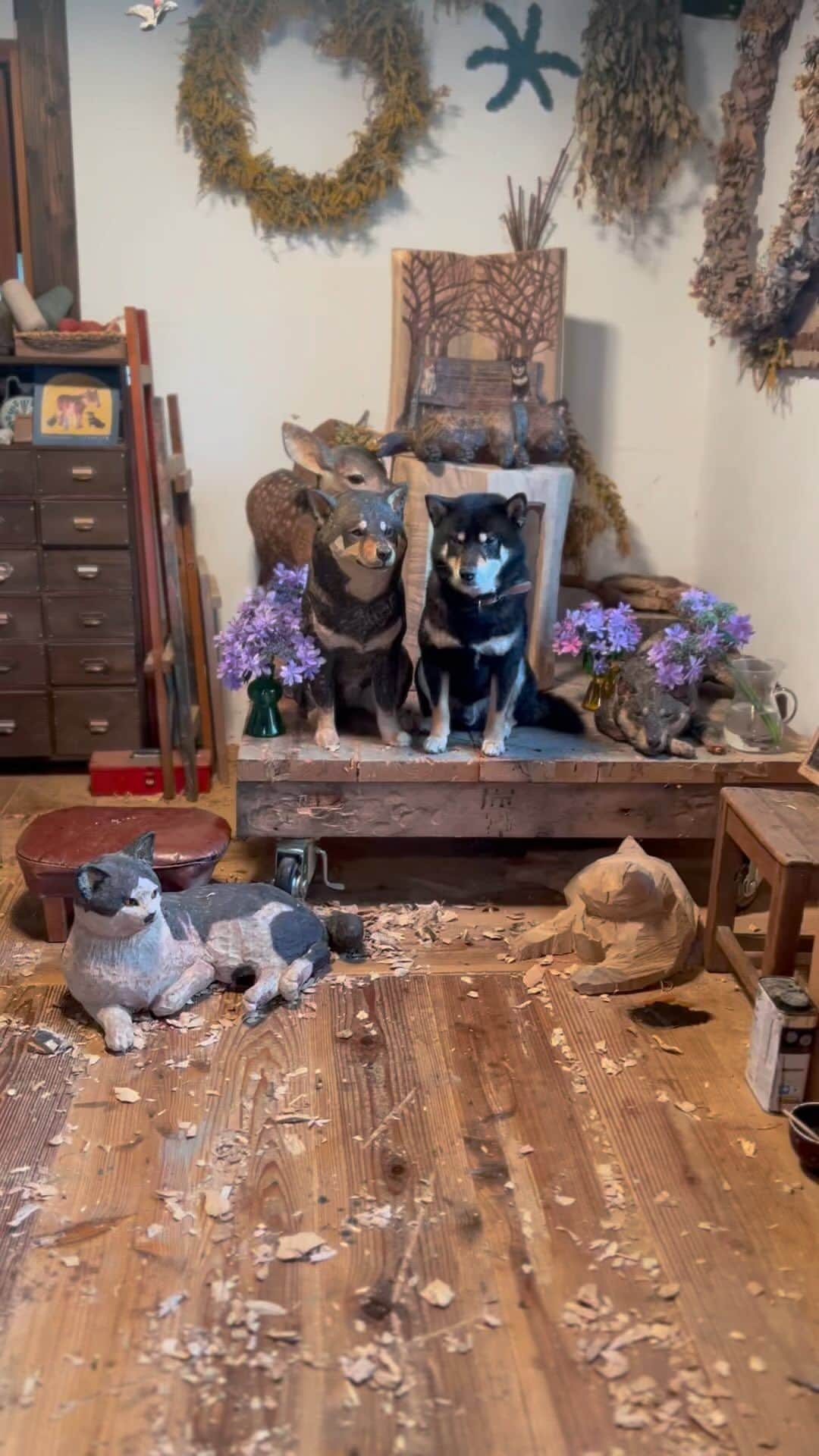 はしもとみおのインスタグラム：「どっちがホンモノ？ 月くん  #shibainu#shiba #shibastagram #woodsculpture #sculpture#art#dog#miohashimoto」
