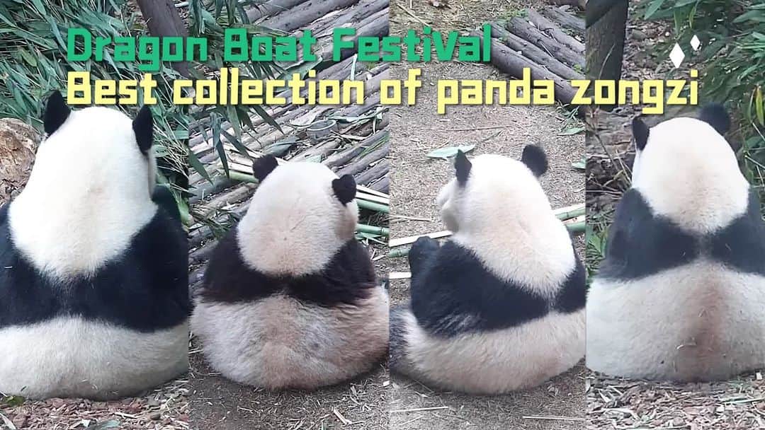 iPandaのインスタグラム