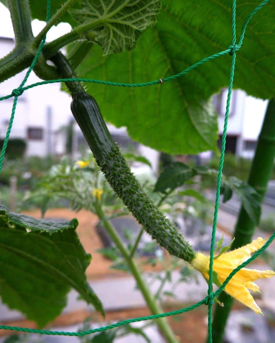 依吹怜さんのインスタグラム写真 - (依吹怜Instagram)「我が畑で夏野菜が出来始めました。 苗を植えてすぐ1度目の台風がきて根本から折れ曲がり、 その後の2回の台風で地面を這うように生えてしまった きゅうりとトマト🤦🏻‍♀️ （最後の写真）  10分でも畑に行ける時は行くって感じで こまめに畑に通い続け、 現在はこんなに真っ直ぐに、立派に育ってます。 （最後から2枚目と3枚目）  それにしても夏野菜の成長は早い！ 手はかかるし、暑い中でのお世話はなかなか大変だけど、 頑張った分だけ応えてくれる野菜たちがとても愛おしいよー。 トマトとか可愛すぎて写真撮りまくっちゃう！笑  この日は大量に採れた間引きサンチュでサムギョプサルパーティしました。  愛情込めて作った野菜は格別ー！  #ibukitchen🧡farm   #夏野菜#野菜#収穫 #畑#家庭菜園#farm#自給自足 #畑仕事#畑のある暮らし #fujifilm」6月22日 11時11分 - ibukirey