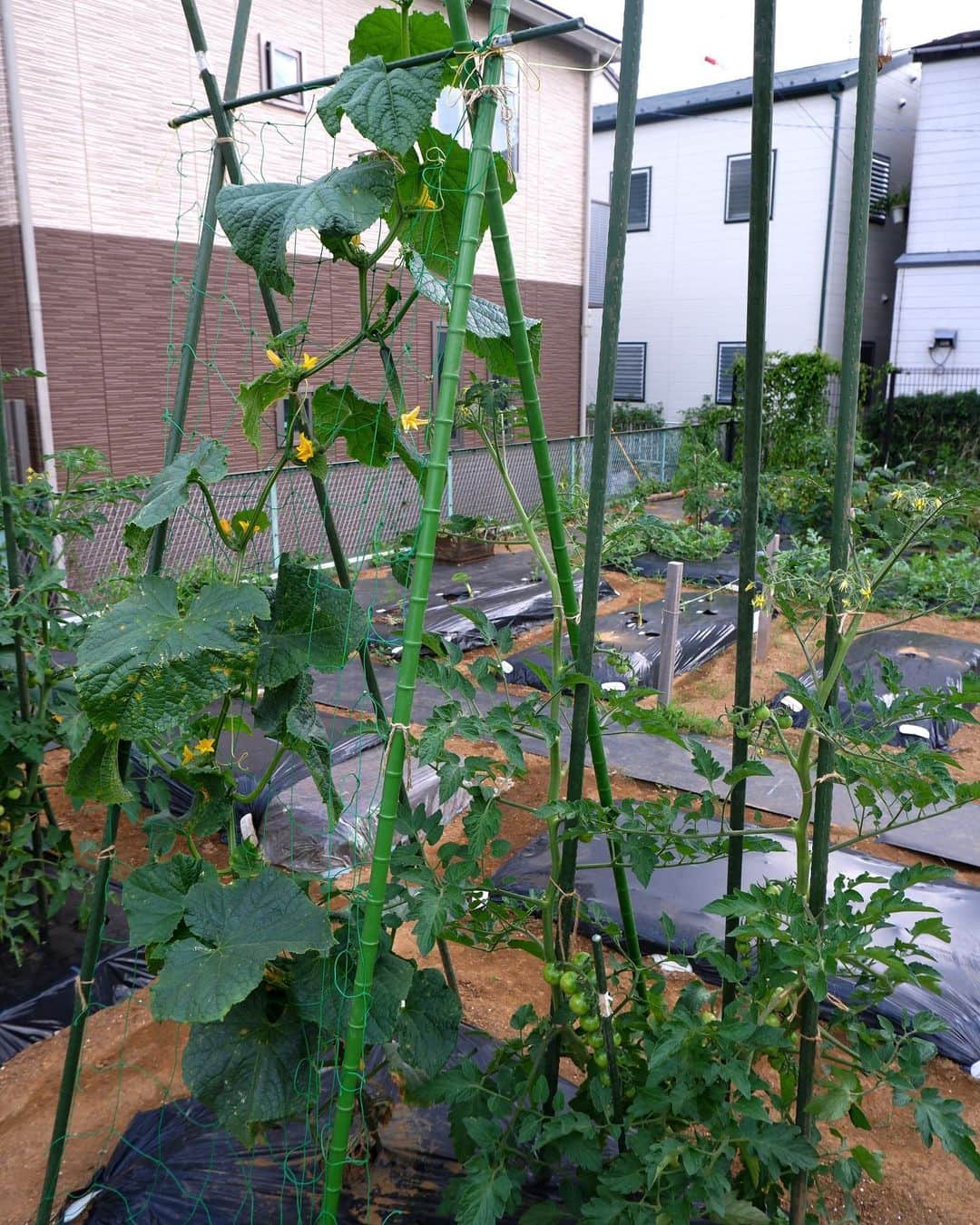 依吹怜さんのインスタグラム写真 - (依吹怜Instagram)「我が畑で夏野菜が出来始めました。 苗を植えてすぐ1度目の台風がきて根本から折れ曲がり、 その後の2回の台風で地面を這うように生えてしまった きゅうりとトマト🤦🏻‍♀️ （最後の写真）  10分でも畑に行ける時は行くって感じで こまめに畑に通い続け、 現在はこんなに真っ直ぐに、立派に育ってます。 （最後から2枚目と3枚目）  それにしても夏野菜の成長は早い！ 手はかかるし、暑い中でのお世話はなかなか大変だけど、 頑張った分だけ応えてくれる野菜たちがとても愛おしいよー。 トマトとか可愛すぎて写真撮りまくっちゃう！笑  この日は大量に採れた間引きサンチュでサムギョプサルパーティしました。  愛情込めて作った野菜は格別ー！  #ibukitchen🧡farm   #夏野菜#野菜#収穫 #畑#家庭菜園#farm#自給自足 #畑仕事#畑のある暮らし #fujifilm」6月22日 11時11分 - ibukirey