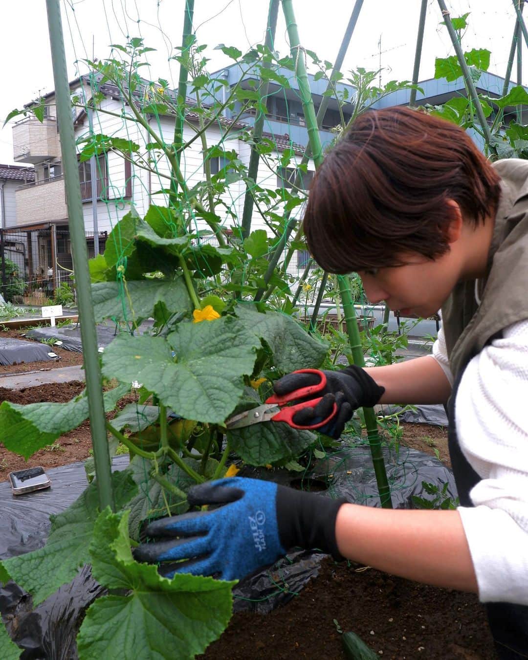 依吹怜さんのインスタグラム写真 - (依吹怜Instagram)「我が畑で夏野菜が出来始めました。 苗を植えてすぐ1度目の台風がきて根本から折れ曲がり、 その後の2回の台風で地面を這うように生えてしまった きゅうりとトマト🤦🏻‍♀️ （最後の写真）  10分でも畑に行ける時は行くって感じで こまめに畑に通い続け、 現在はこんなに真っ直ぐに、立派に育ってます。 （最後から2枚目と3枚目）  それにしても夏野菜の成長は早い！ 手はかかるし、暑い中でのお世話はなかなか大変だけど、 頑張った分だけ応えてくれる野菜たちがとても愛おしいよー。 トマトとか可愛すぎて写真撮りまくっちゃう！笑  この日は大量に採れた間引きサンチュでサムギョプサルパーティしました。  愛情込めて作った野菜は格別ー！  #ibukitchen🧡farm   #夏野菜#野菜#収穫 #畑#家庭菜園#farm#自給自足 #畑仕事#畑のある暮らし #fujifilm」6月22日 11時11分 - ibukirey