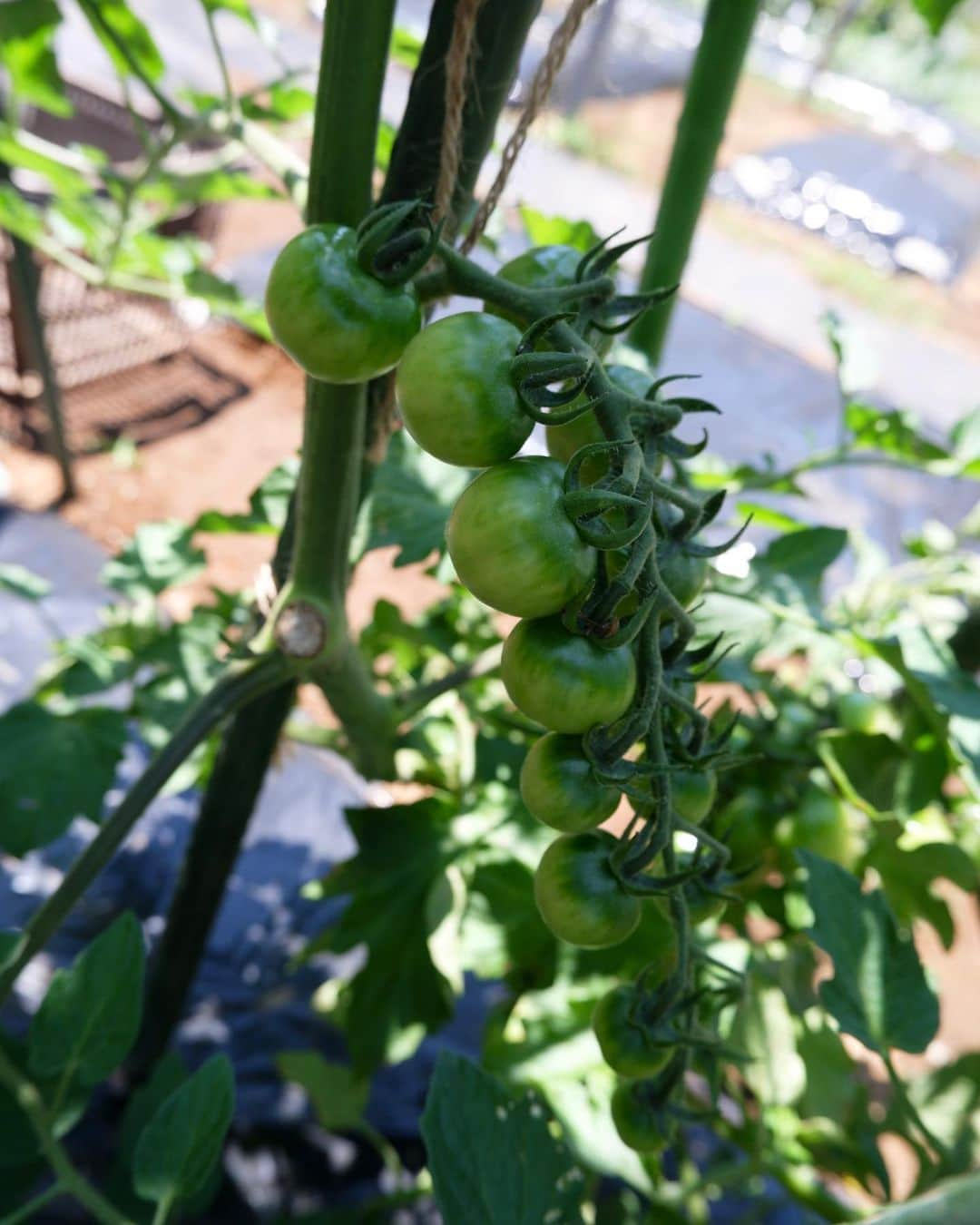 依吹怜さんのインスタグラム写真 - (依吹怜Instagram)「我が畑で夏野菜が出来始めました。 苗を植えてすぐ1度目の台風がきて根本から折れ曲がり、 その後の2回の台風で地面を這うように生えてしまった きゅうりとトマト🤦🏻‍♀️ （最後の写真）  10分でも畑に行ける時は行くって感じで こまめに畑に通い続け、 現在はこんなに真っ直ぐに、立派に育ってます。 （最後から2枚目と3枚目）  それにしても夏野菜の成長は早い！ 手はかかるし、暑い中でのお世話はなかなか大変だけど、 頑張った分だけ応えてくれる野菜たちがとても愛おしいよー。 トマトとか可愛すぎて写真撮りまくっちゃう！笑  この日は大量に採れた間引きサンチュでサムギョプサルパーティしました。  愛情込めて作った野菜は格別ー！  #ibukitchen🧡farm   #夏野菜#野菜#収穫 #畑#家庭菜園#farm#自給自足 #畑仕事#畑のある暮らし #fujifilm」6月22日 11時11分 - ibukirey