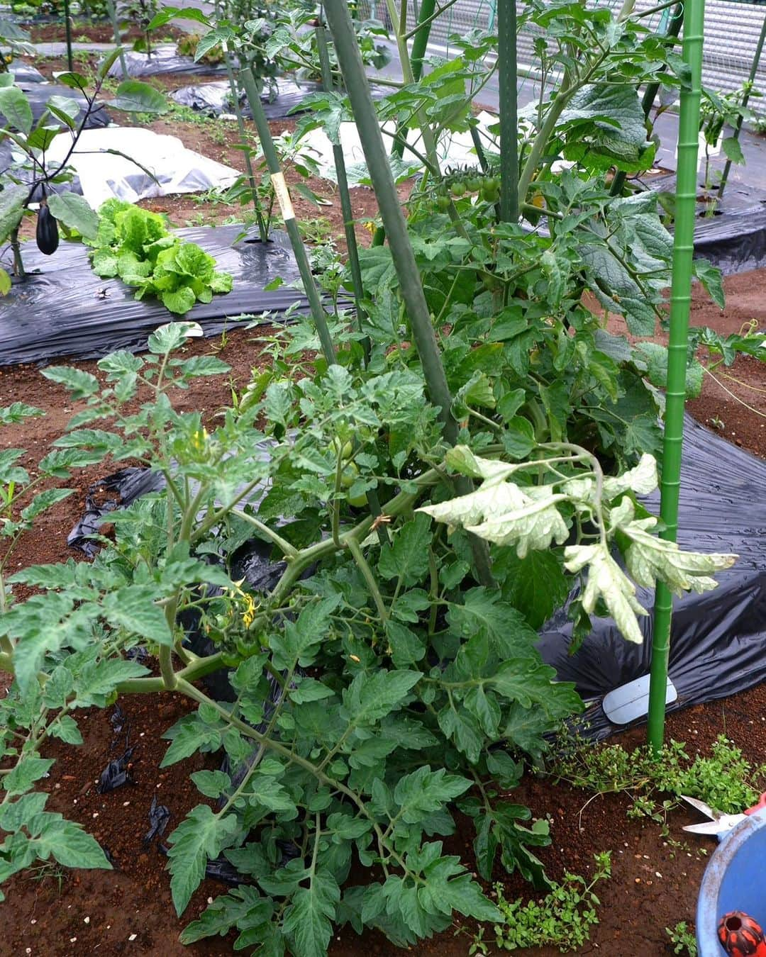 依吹怜さんのインスタグラム写真 - (依吹怜Instagram)「我が畑で夏野菜が出来始めました。 苗を植えてすぐ1度目の台風がきて根本から折れ曲がり、 その後の2回の台風で地面を這うように生えてしまった きゅうりとトマト🤦🏻‍♀️ （最後の写真）  10分でも畑に行ける時は行くって感じで こまめに畑に通い続け、 現在はこんなに真っ直ぐに、立派に育ってます。 （最後から2枚目と3枚目）  それにしても夏野菜の成長は早い！ 手はかかるし、暑い中でのお世話はなかなか大変だけど、 頑張った分だけ応えてくれる野菜たちがとても愛おしいよー。 トマトとか可愛すぎて写真撮りまくっちゃう！笑  この日は大量に採れた間引きサンチュでサムギョプサルパーティしました。  愛情込めて作った野菜は格別ー！  #ibukitchen🧡farm   #夏野菜#野菜#収穫 #畑#家庭菜園#farm#自給自足 #畑仕事#畑のある暮らし #fujifilm」6月22日 11時11分 - ibukirey