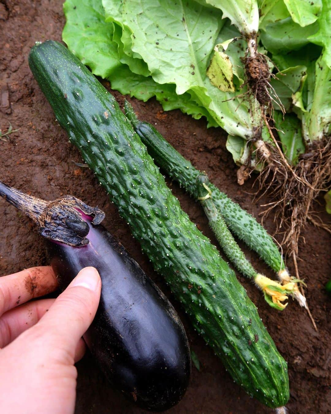 依吹怜のインスタグラム：「我が畑で夏野菜が出来始めました。 苗を植えてすぐ1度目の台風がきて根本から折れ曲がり、 その後の2回の台風で地面を這うように生えてしまった きゅうりとトマト🤦🏻‍♀️ （最後の写真）  10分でも畑に行ける時は行くって感じで こまめに畑に通い続け、 現在はこんなに真っ直ぐに、立派に育ってます。 （最後から2枚目と3枚目）  それにしても夏野菜の成長は早い！ 手はかかるし、暑い中でのお世話はなかなか大変だけど、 頑張った分だけ応えてくれる野菜たちがとても愛おしいよー。 トマトとか可愛すぎて写真撮りまくっちゃう！笑  この日は大量に採れた間引きサンチュでサムギョプサルパーティしました。  愛情込めて作った野菜は格別ー！  #ibukitchen🧡farm   #夏野菜#野菜#収穫 #畑#家庭菜園#farm#自給自足 #畑仕事#畑のある暮らし #fujifilm」