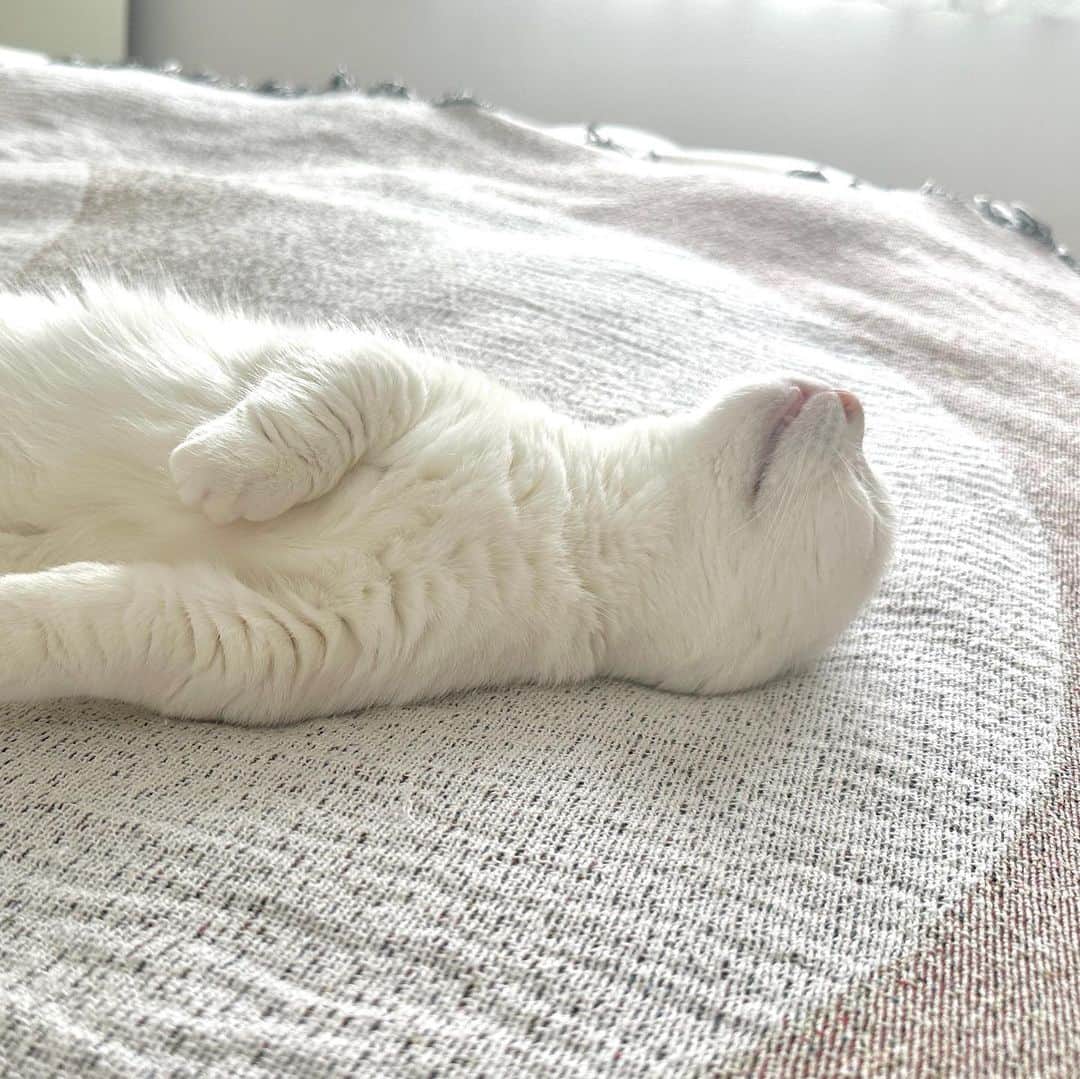 ダニョ（鈴木えみ）さんのインスタグラム写真 - (ダニョ（鈴木えみ）Instagram)「ベビちぃがすてきな写真を作ってくれたにょ☁️ もくもく雲に乗ってる夢を見ながらお昼寝したら、耳がどっかいっちゃったよ。 #danyo #danyocawaii #munchkin #whitecat #catstagram #catlovers」6月22日 12時00分 - danyostagram