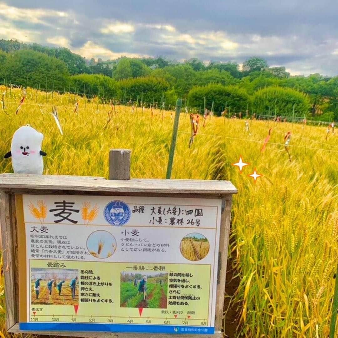 コメ助のインスタグラム