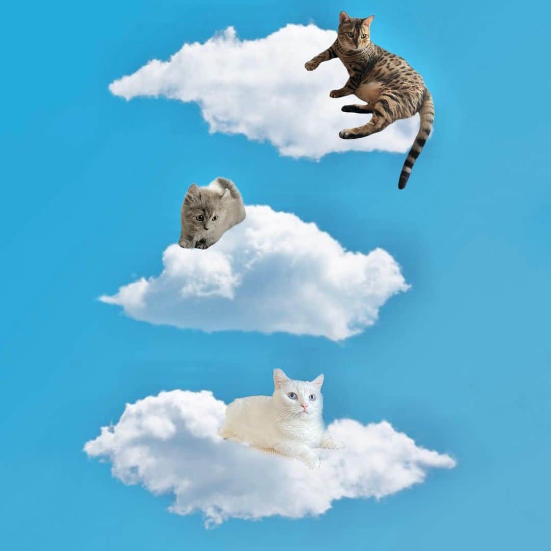 ダニョ（鈴木えみ）のインスタグラム：「ベビちぃがすてきな写真を作ってくれたにょ☁️ もくもく雲に乗ってる夢を見ながらお昼寝したら、耳がどっかいっちゃったよ。 #danyo #danyocawaii #munchkin #whitecat #catstagram #catlovers」