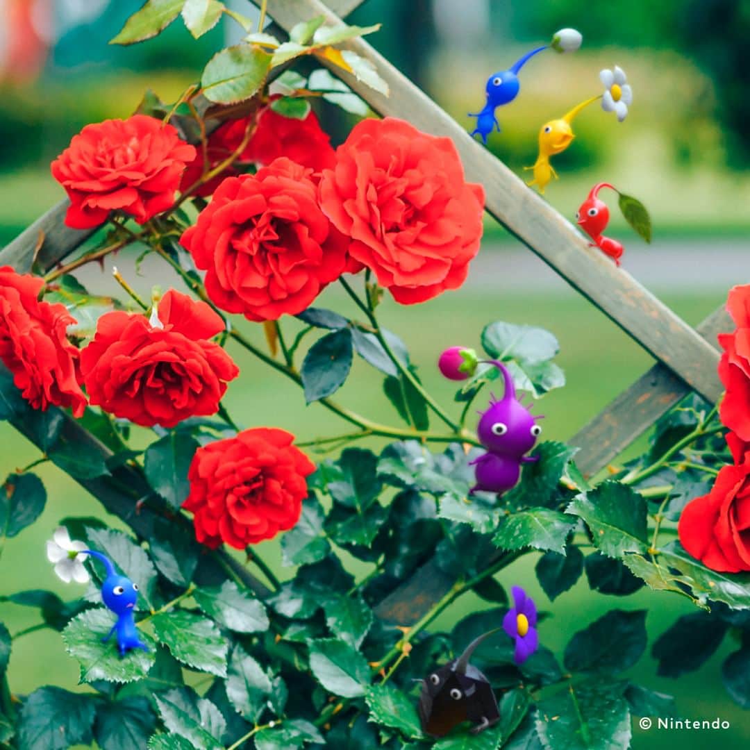 任天堂さんのインスタグラム写真 - (任天堂Instagram)「#ピクミンとお花 6月のお花は「バラ」です。  「ピクミン」シリーズのポータルサイト「ピクミンガーデン ～ピクミンのいる庭～」で壁紙も配布中。  #ピクミン #ピクミンガーデン #ピクミンのいる庭 #Pikmin #PIKMINGARDEN #バラ #薔薇 #Rose #NintendoSwitch #Nintendo #任天堂」6月22日 12時10分 - nintendo_jp