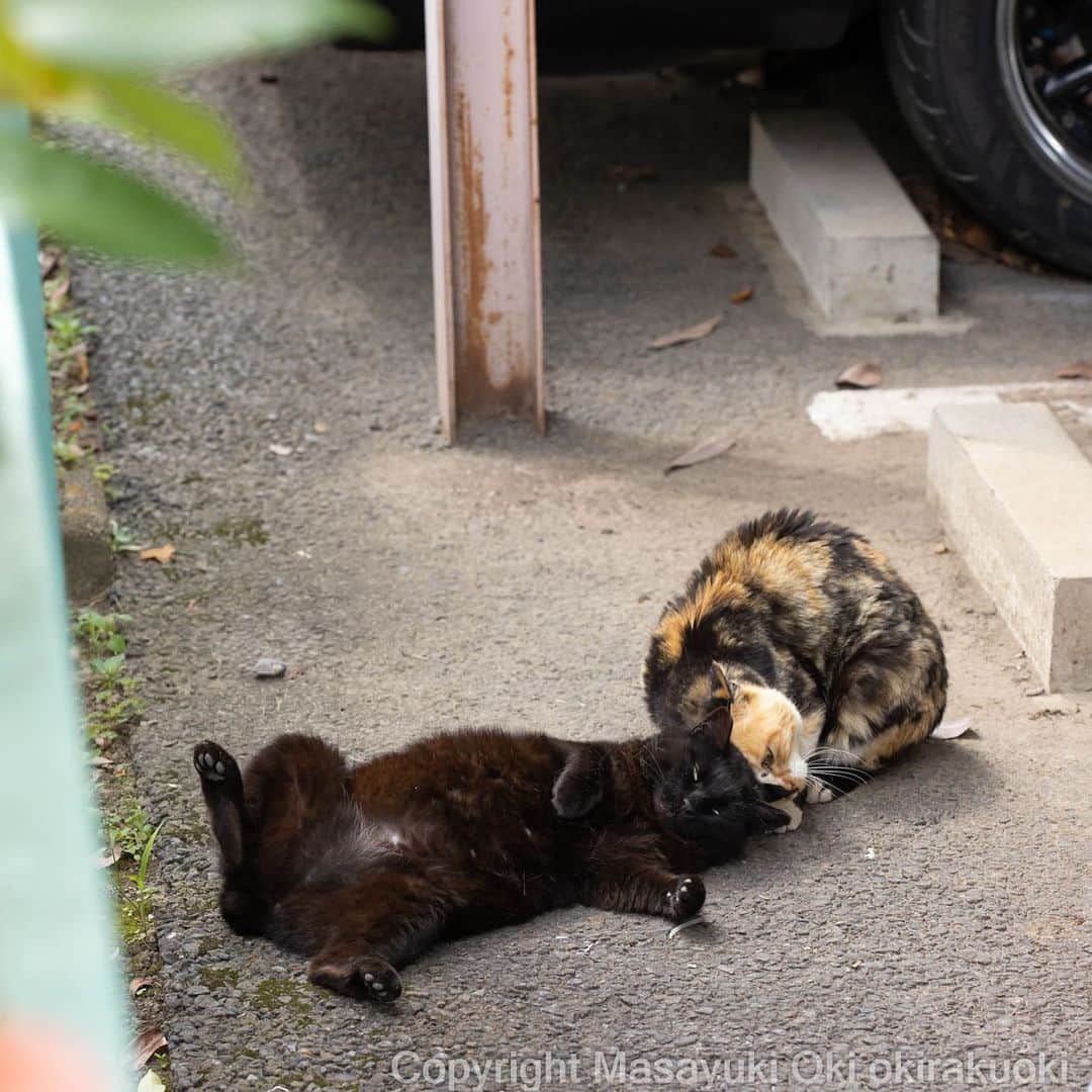 Masayukiのインスタグラム：「愛の頭突き。  #cat #ねこ #猫 #東京カメラ部 #nekoclub  #mmgtw #my_eos_photo  #yourshotphotographer」
